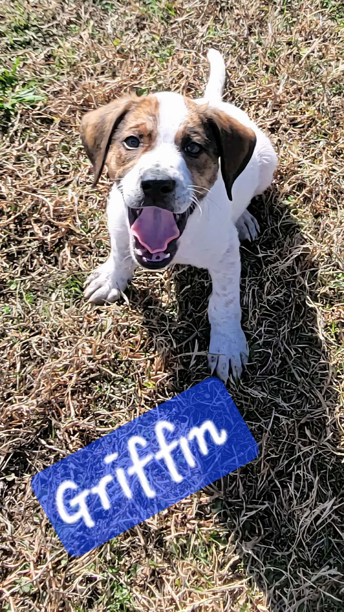 Enlarge G litter, a Adoptable mixed breed in Brooksville, FL image 2/3