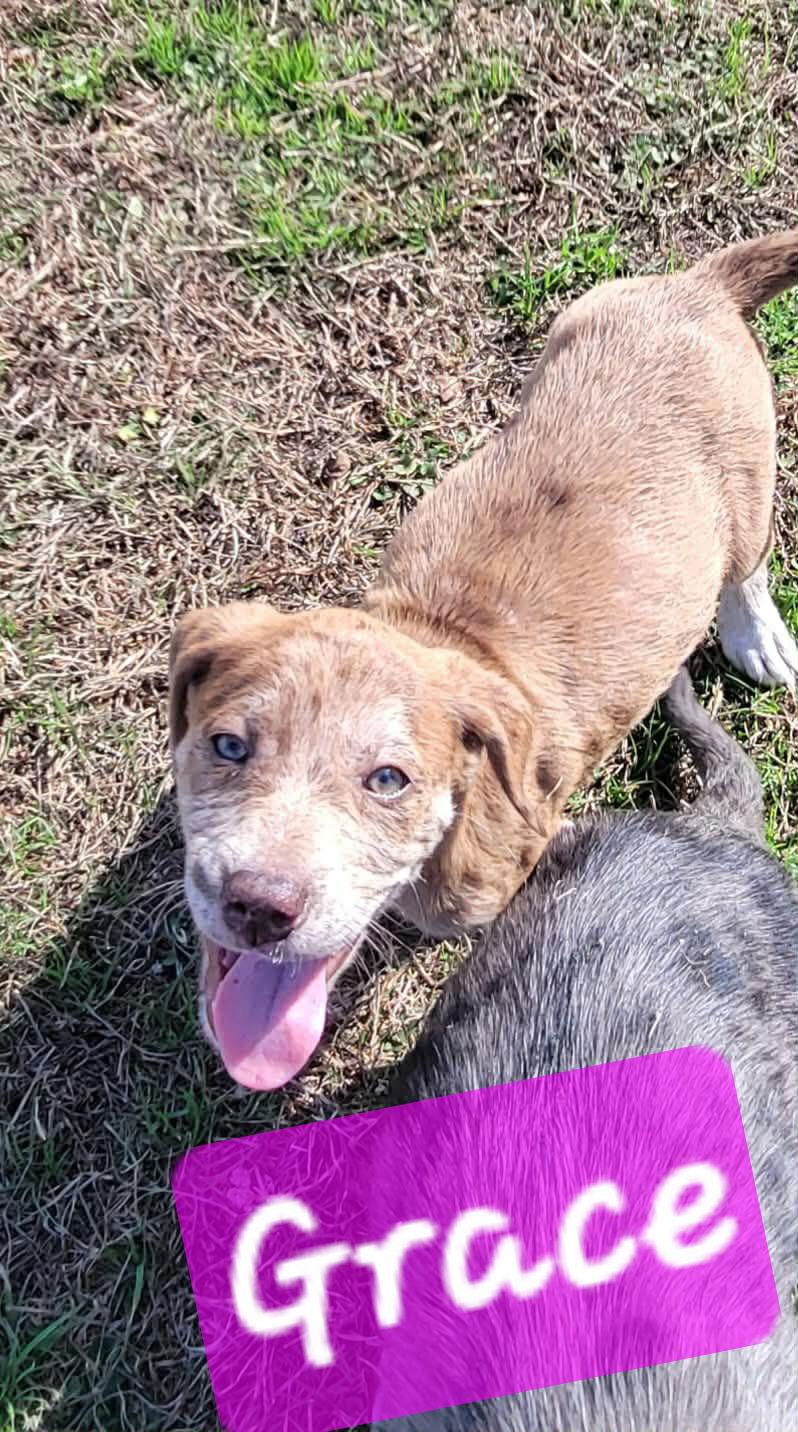Enlarge G litter, a Adoptable mixed breed in Brooksville, FL image 3/3