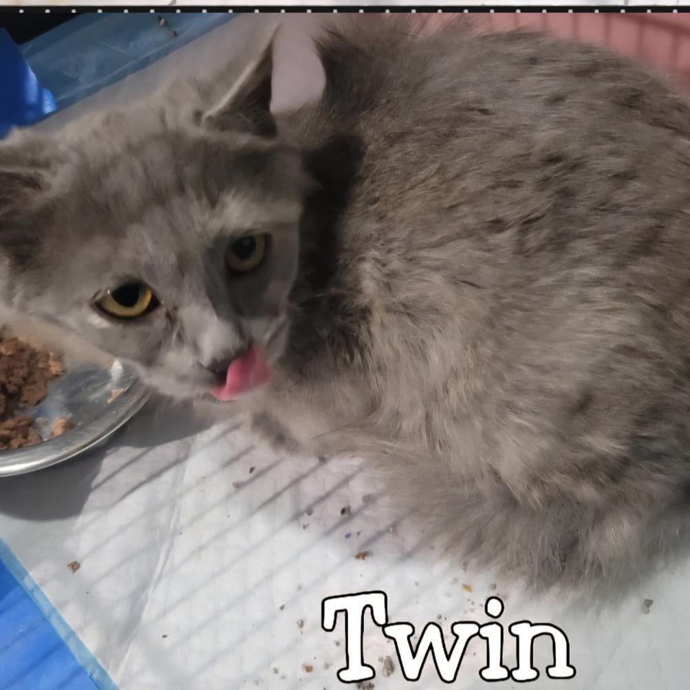 Enlarge Twin, a Adoptable Domestic Long Hair in Simpsonville, SC image 1/1