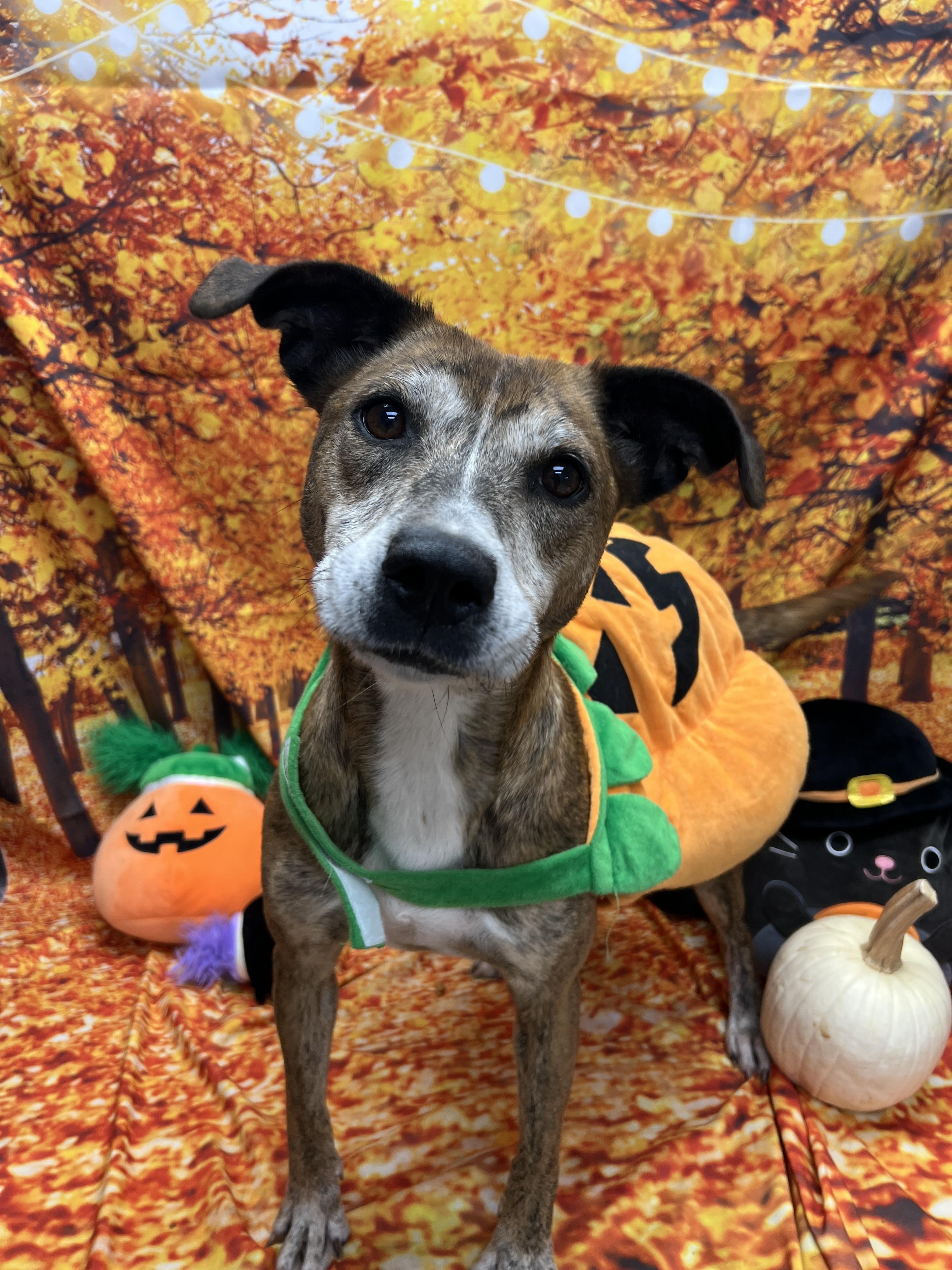 Enlarge Bella, a Adoptable Pit Bull Terrier in Statesboro, GA image 1/3
