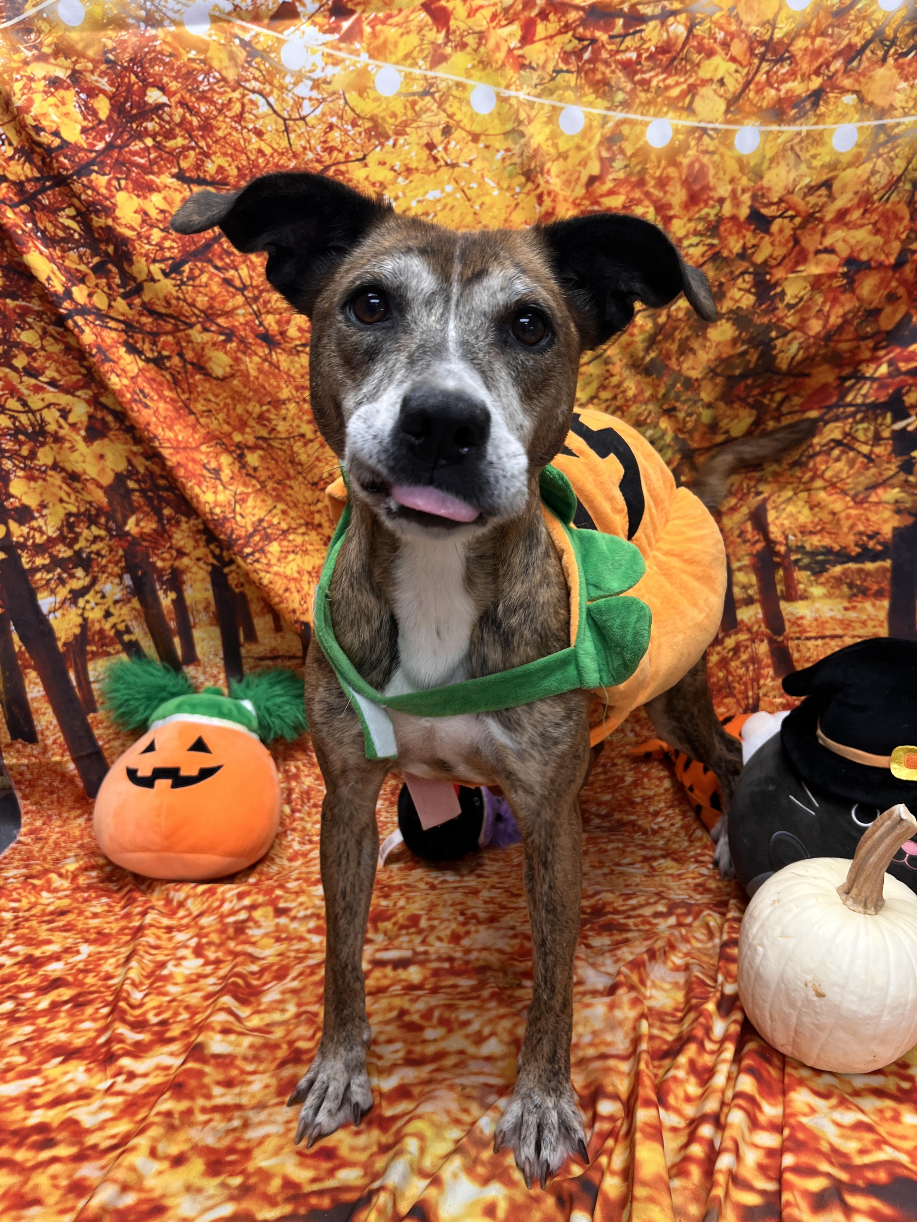 Enlarge Bella, a Adoptable Pit Bull Terrier in Statesboro, GA image 2/3