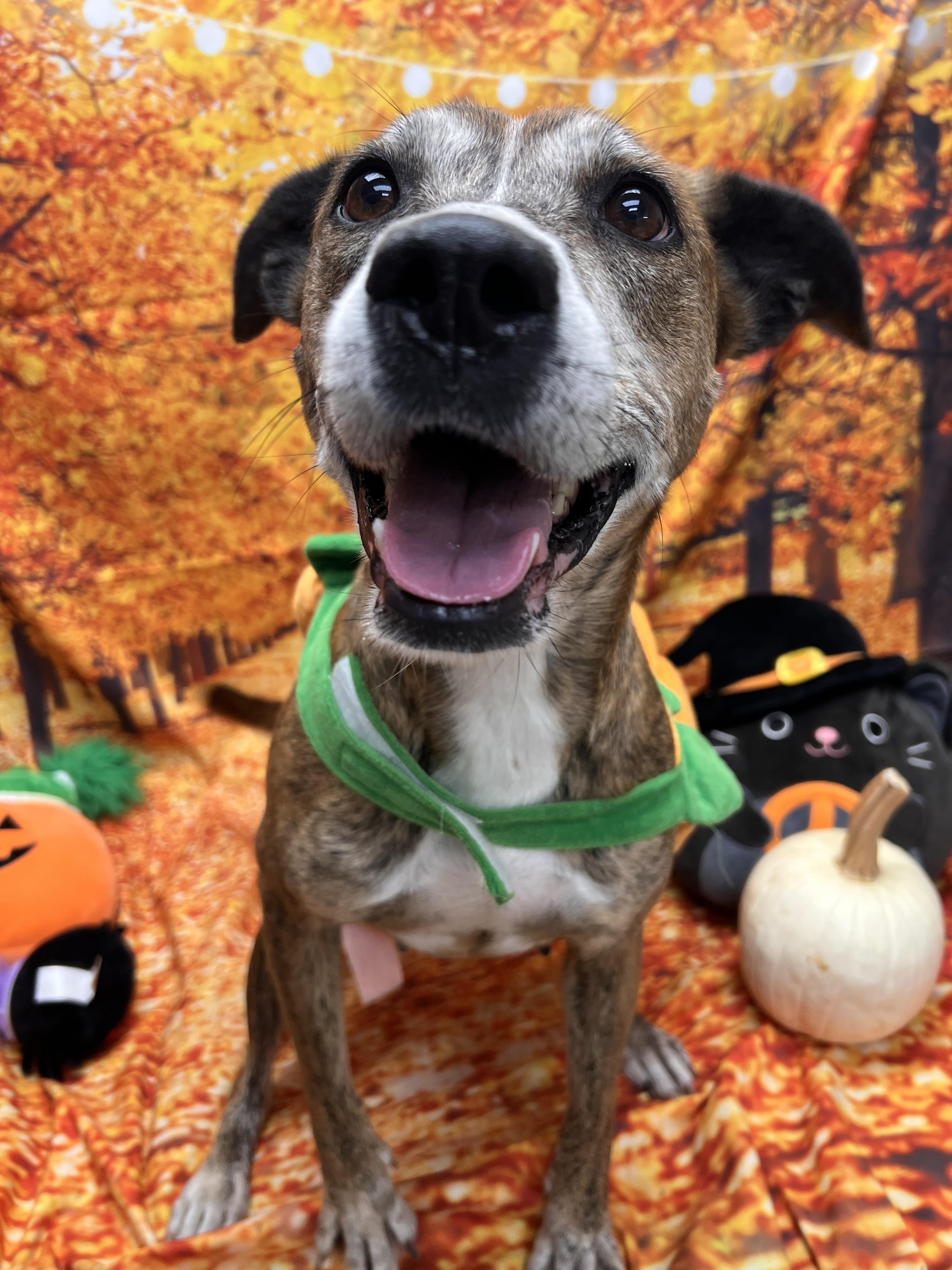 Enlarge Bella, a Adoptable Pit Bull Terrier in Statesboro, GA image 3/3