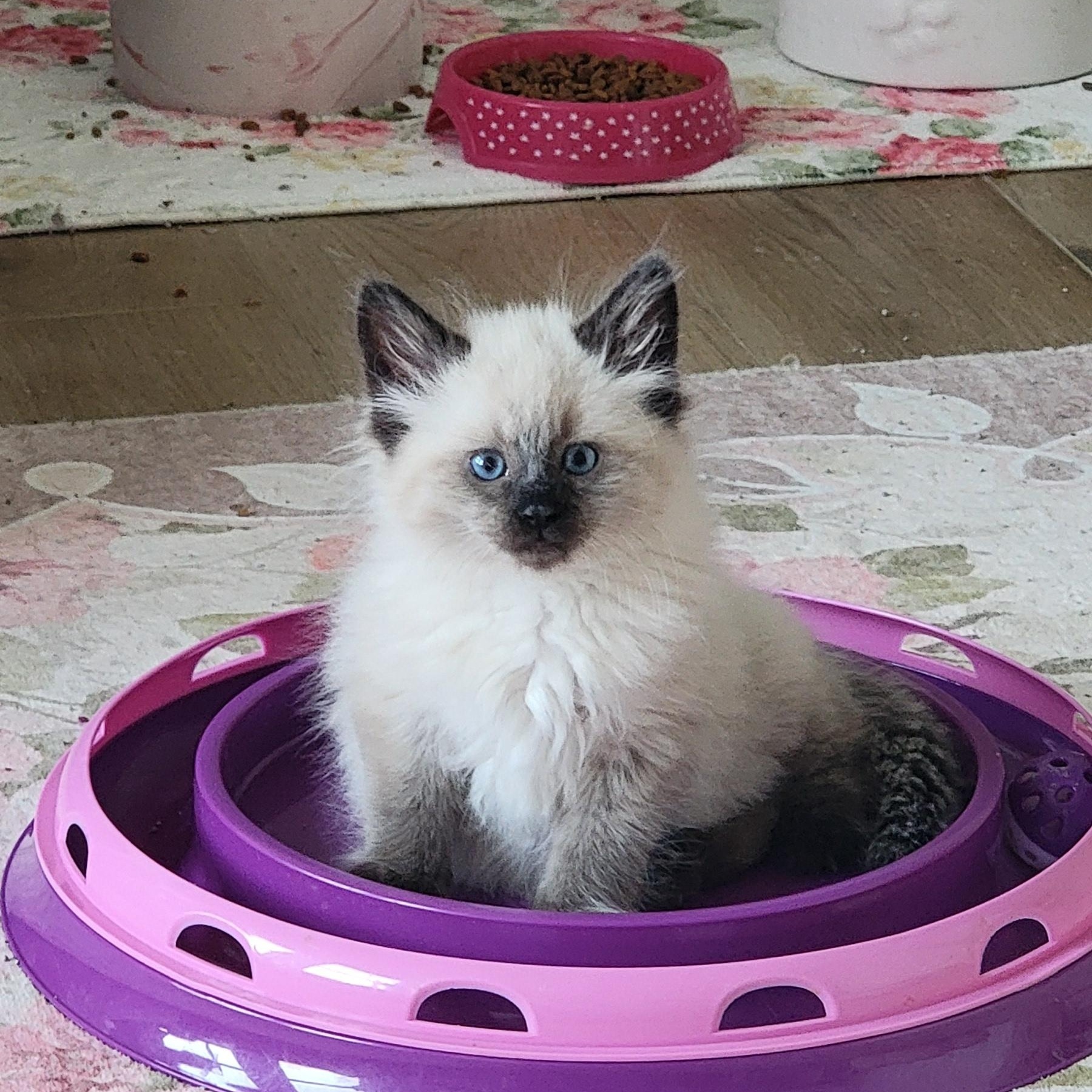Jasper Adopted 5.15.26, adopted, Kitten Male Siamese.
