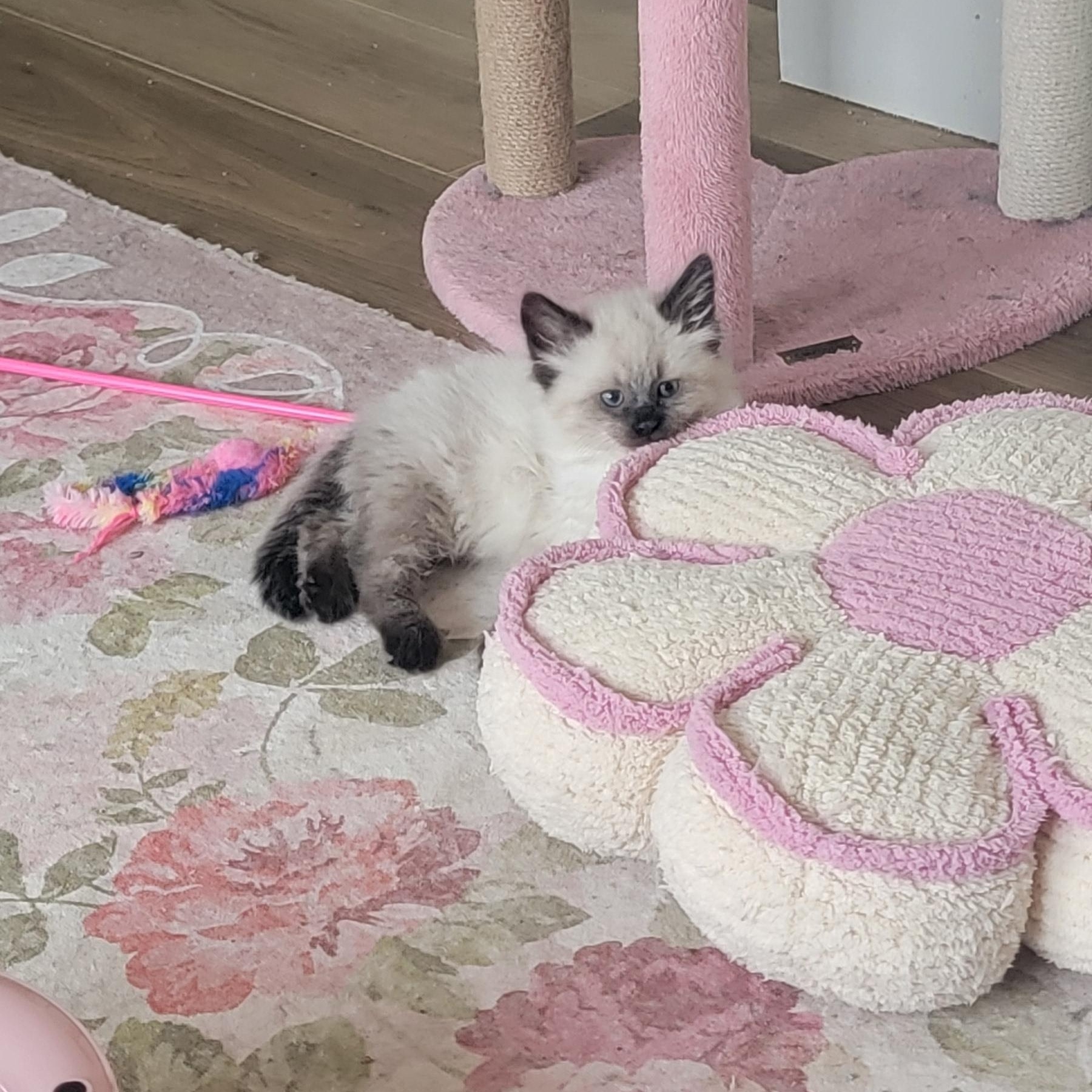 Jasper Adopted 5.15.26, an adopted Siamese in Wyandotte, MI image 5/6