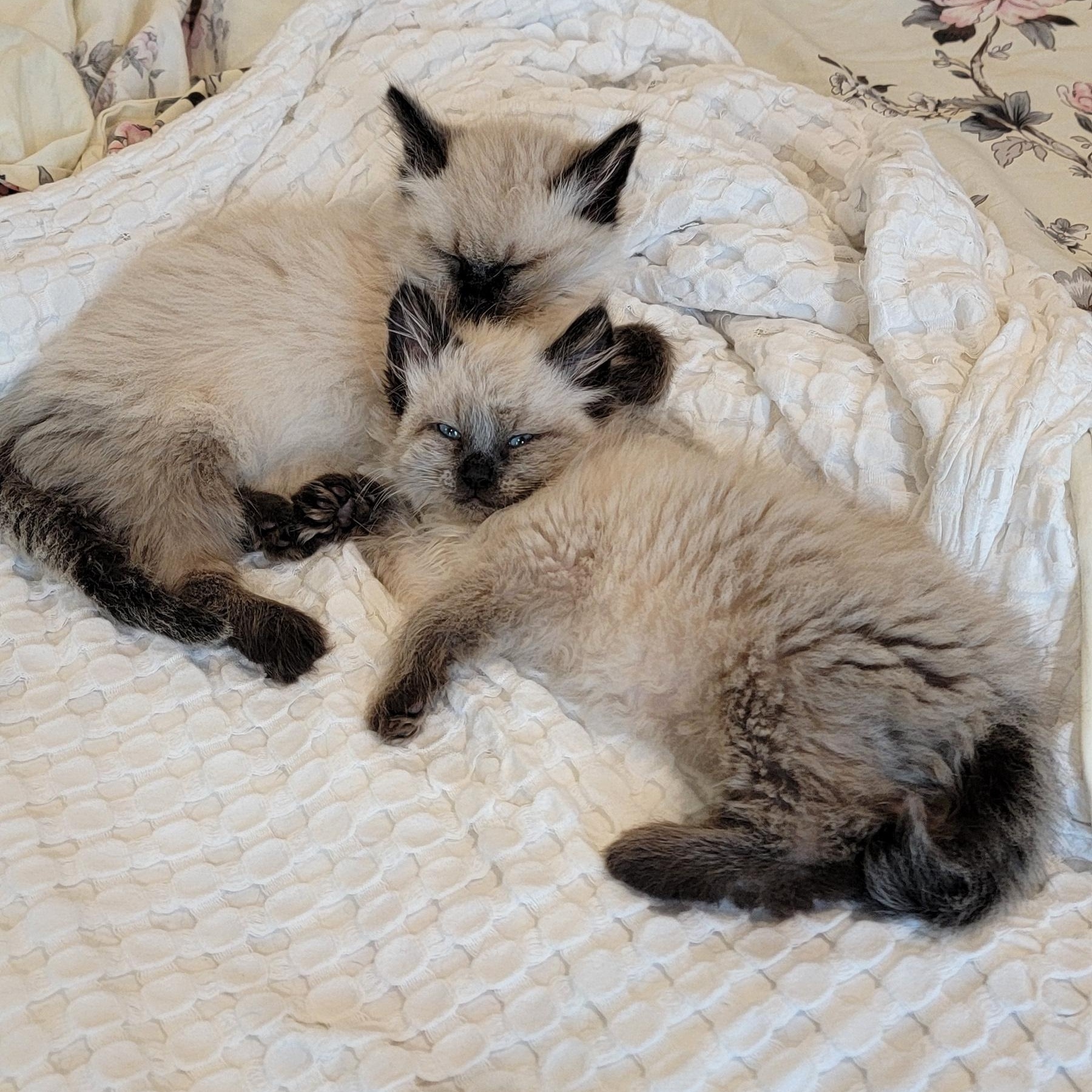 Jasper Adopted 5.15.26, an adopted Siamese in Wyandotte, MI image 3/6
