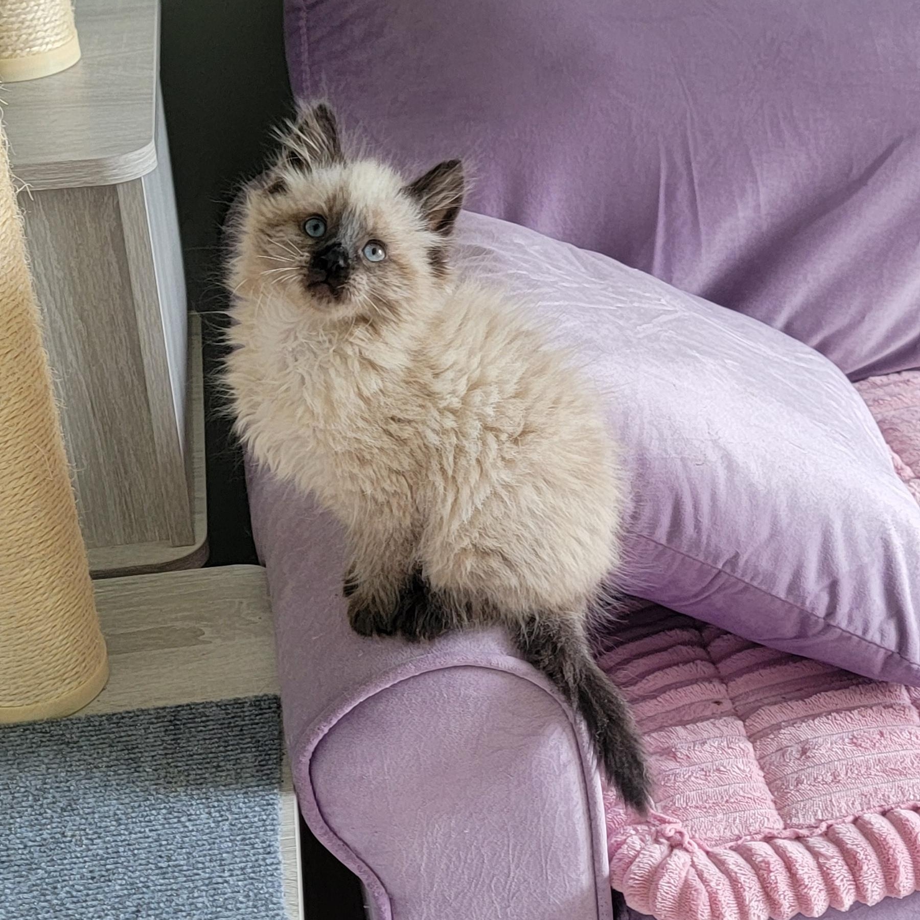 Jasper Adopted 5.15.26, an adopted Siamese in Wyandotte, MI image 2/6