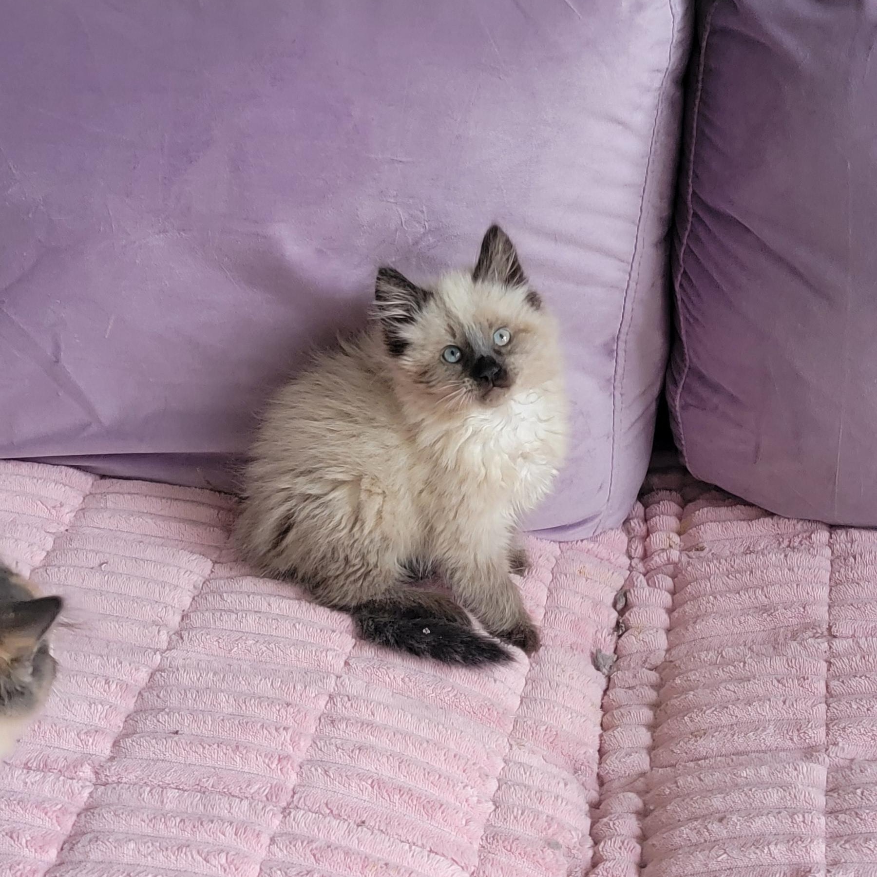Jasper Adopted 5.15.26, an adopted Siamese in Wyandotte, MI image 4/6