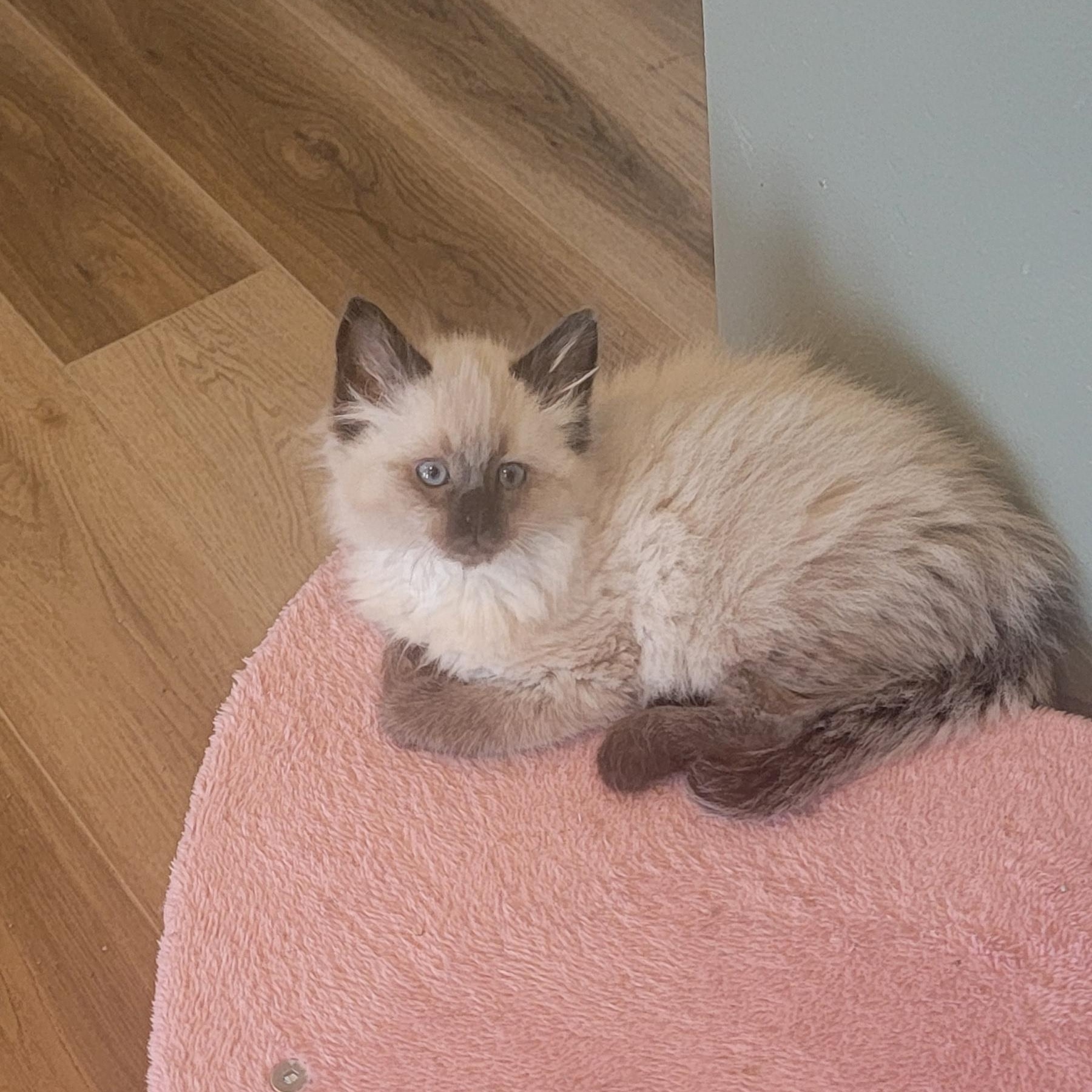 Jasper Adopted 5.15.26, an adopted Siamese in Wyandotte, MI image 6/6