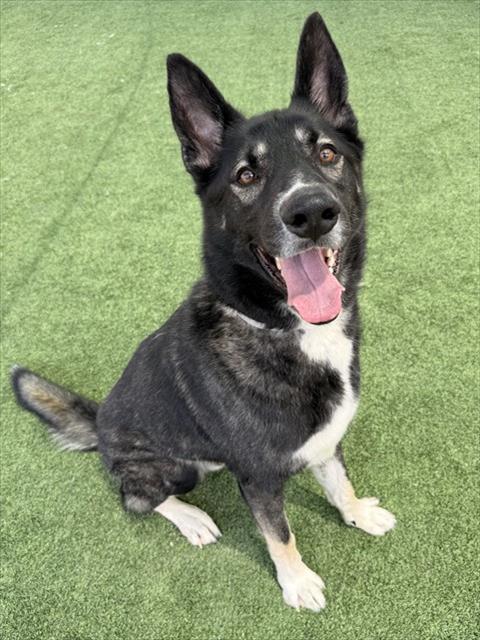 APOLLO, Adoptable, Young Male Husky & Belgian Shepherd / Malinois.