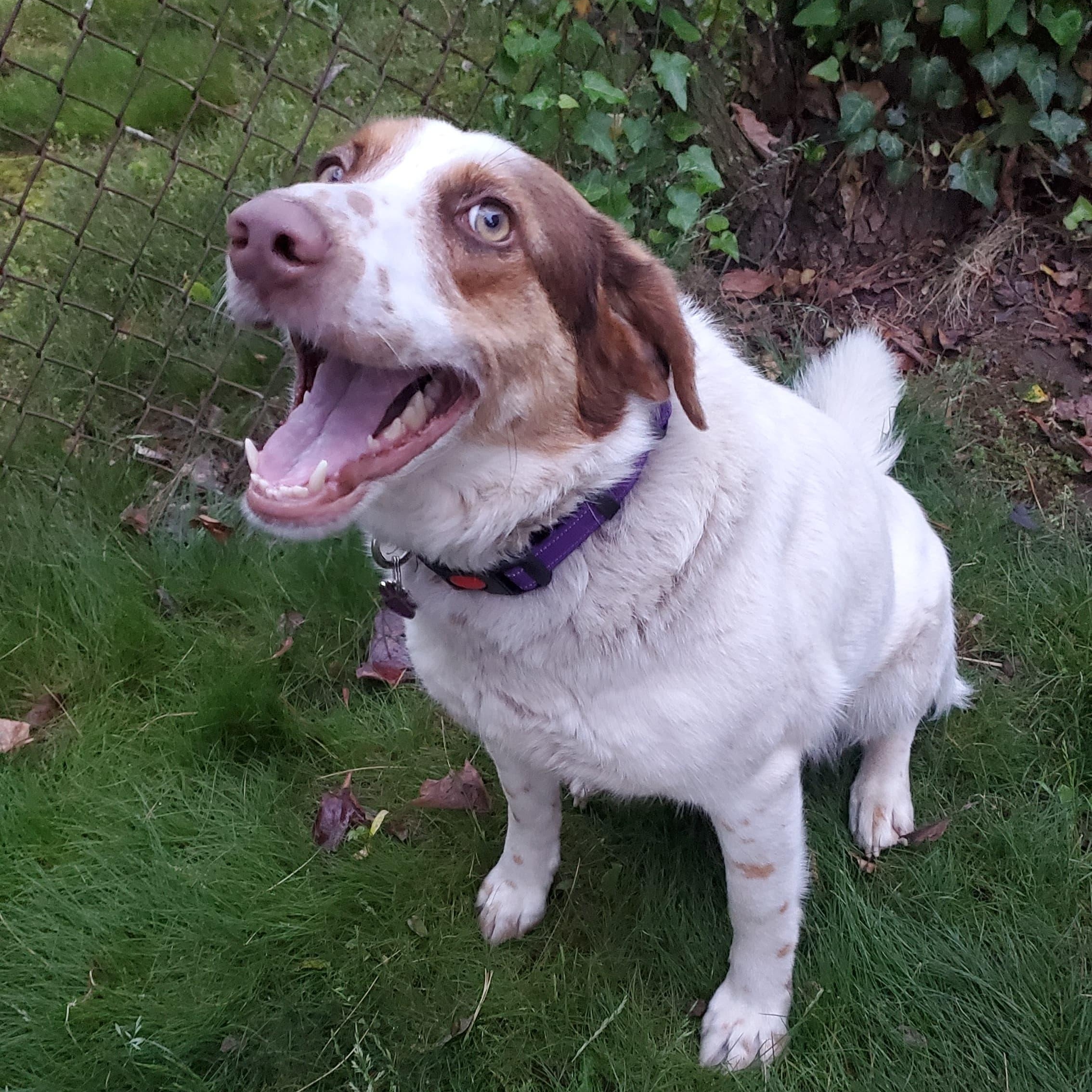 Enlarge JOYA, a Adoptable mixed breed in Brooklyn, NY image 2/6