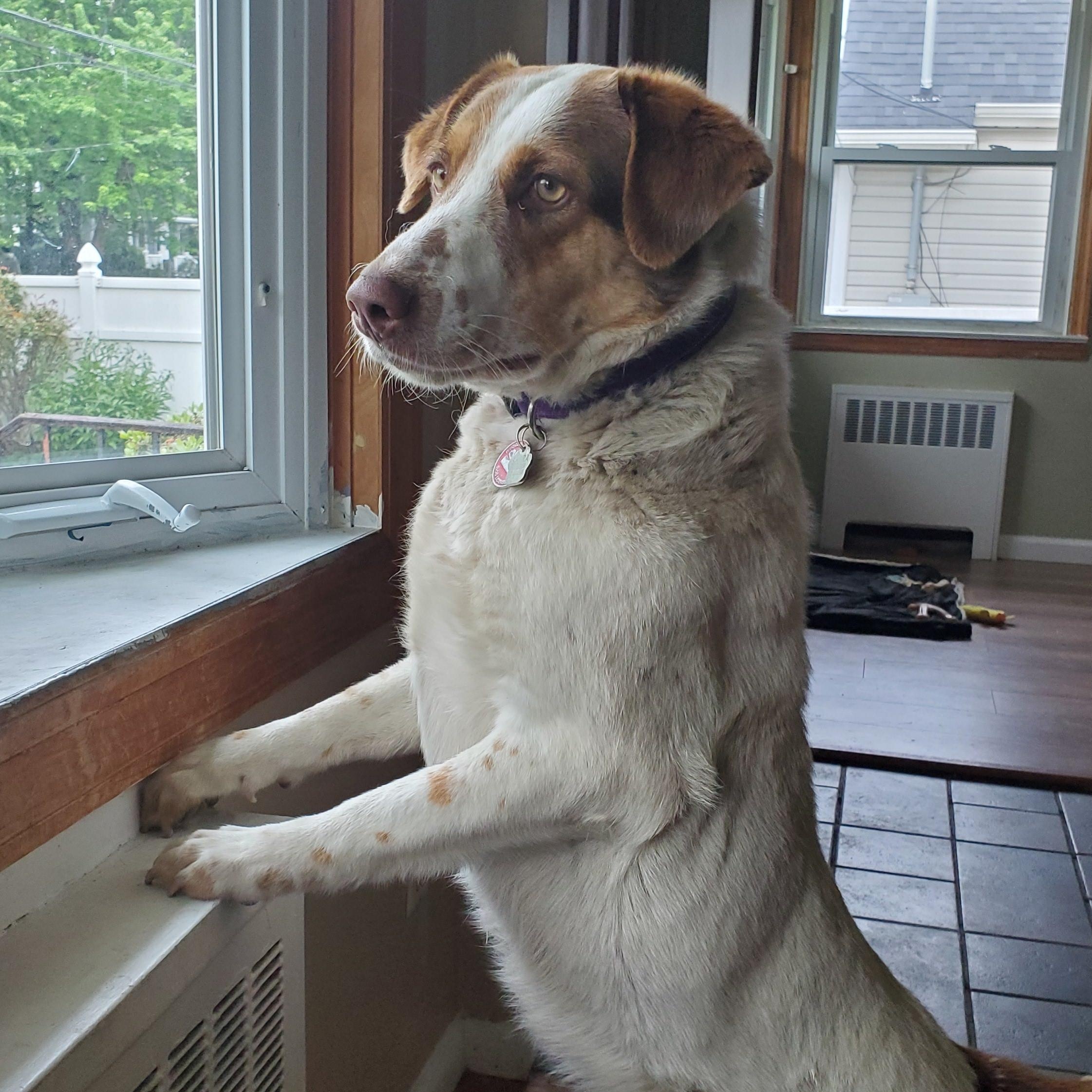 Enlarge JOYA, a Adoptable mixed breed in Brooklyn, NY image 5/6