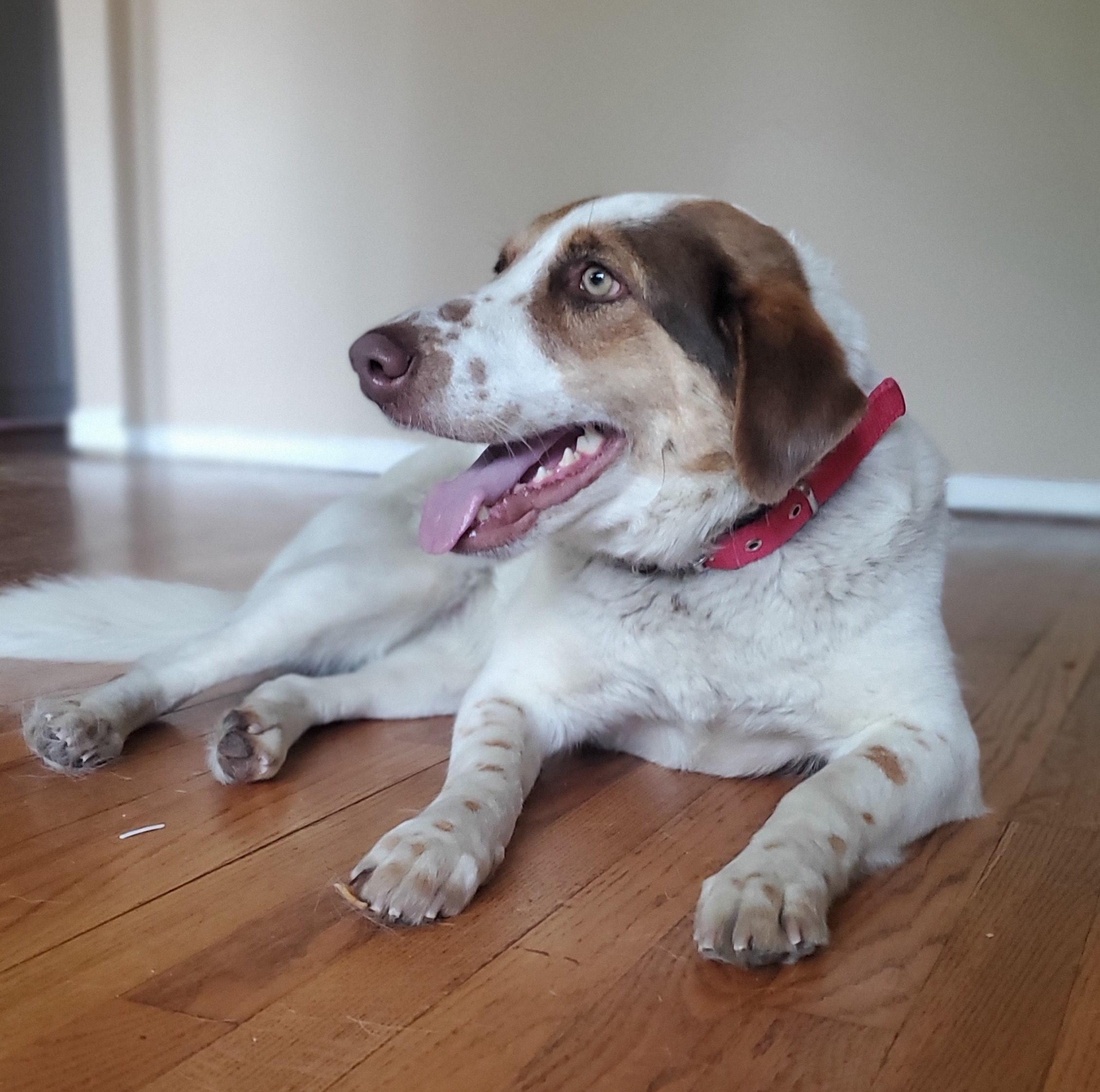 Enlarge JOYA, a Adoptable mixed breed in Brooklyn, NY image 3/6