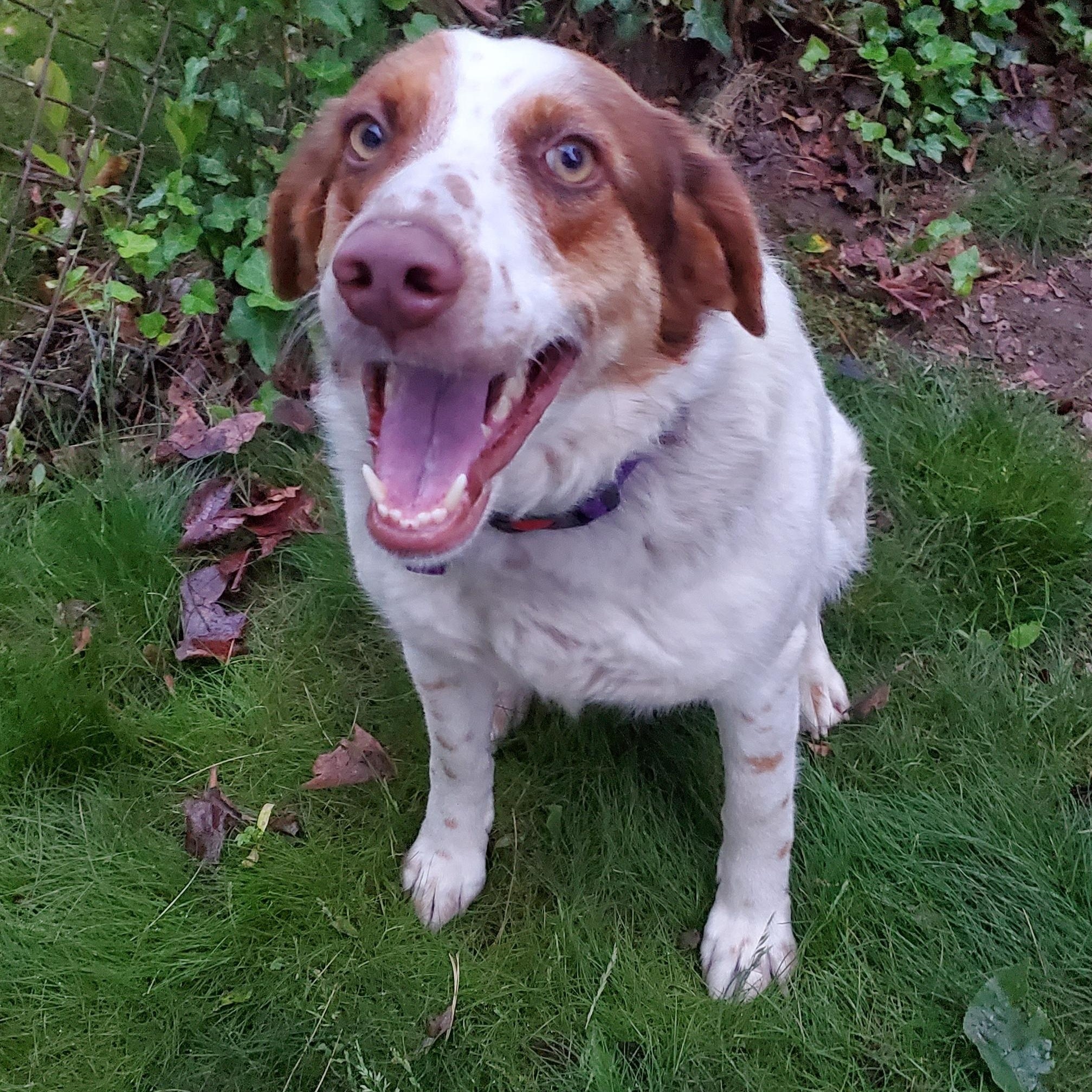 JOYA, ADOPTABLE, Young Female Labrador Retriever & Pointer.
