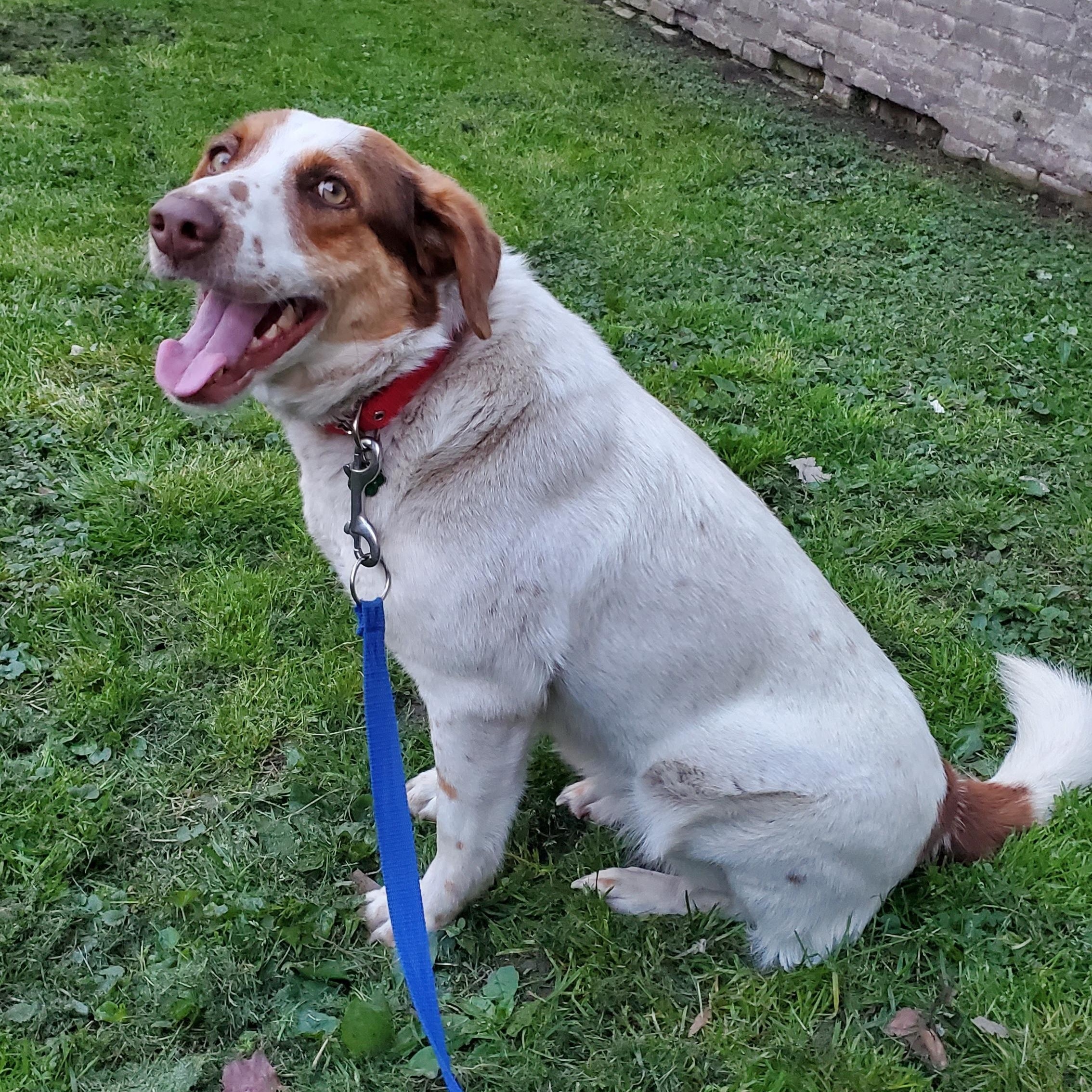 Enlarge JOYA, a Adoptable mixed breed in Brooklyn, NY image 4/6