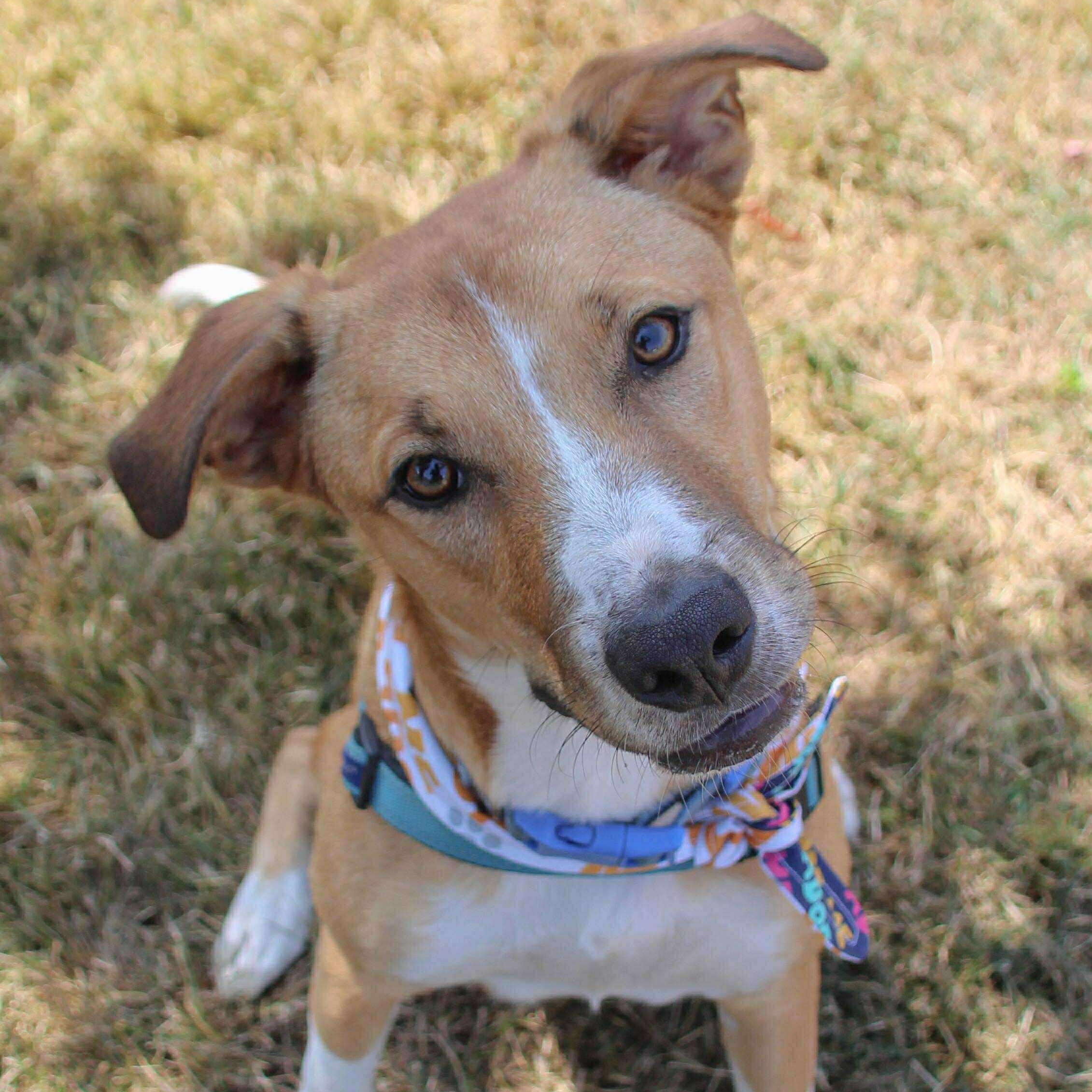 Astro