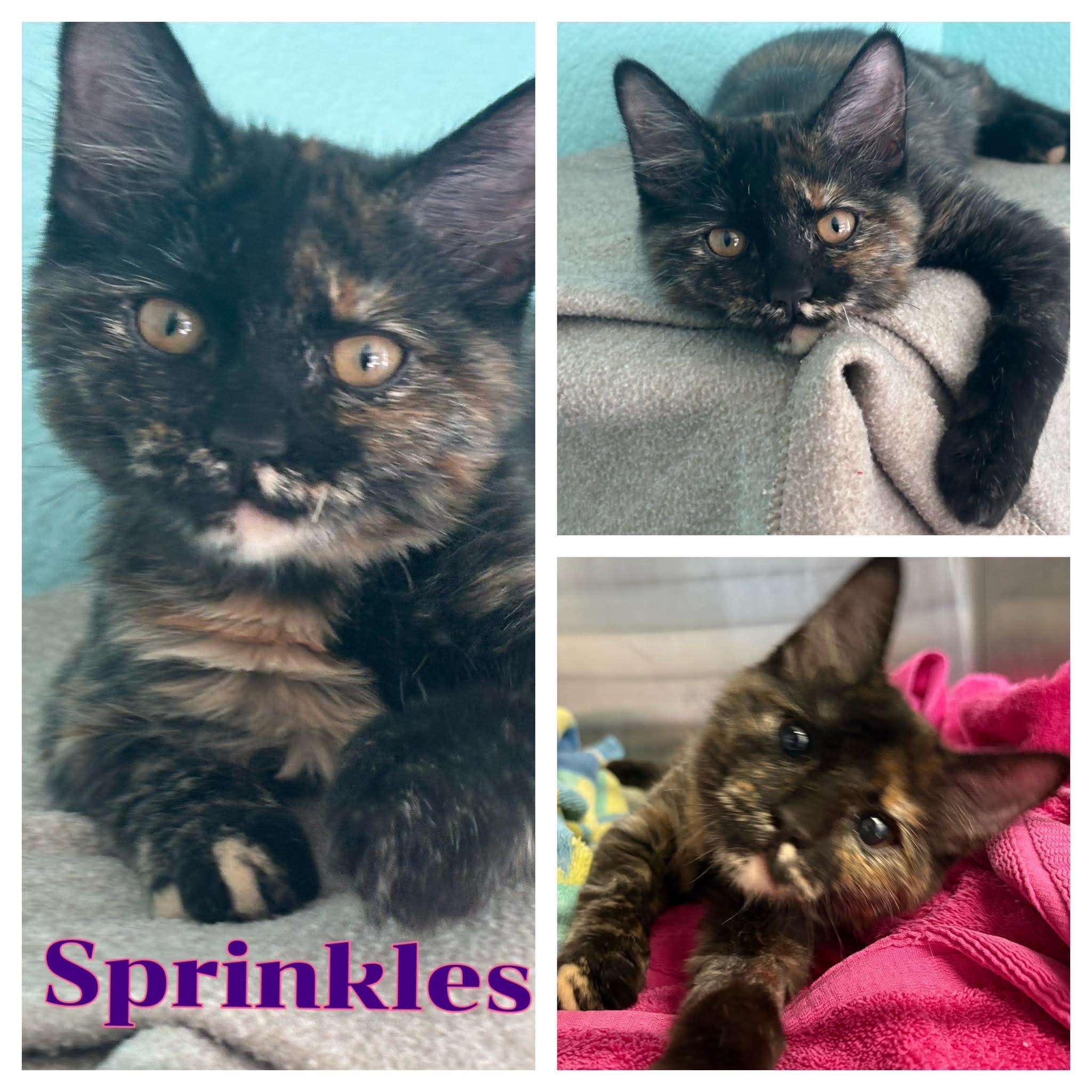 Sprinkles, Adopted, Kitten Female Domestic Medium Hair.