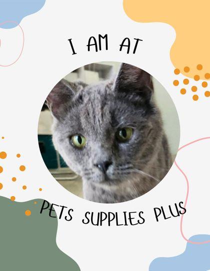 Snooze, Adoptable, Adult Female Domestic Medium Hair & Domestic Short Hair.