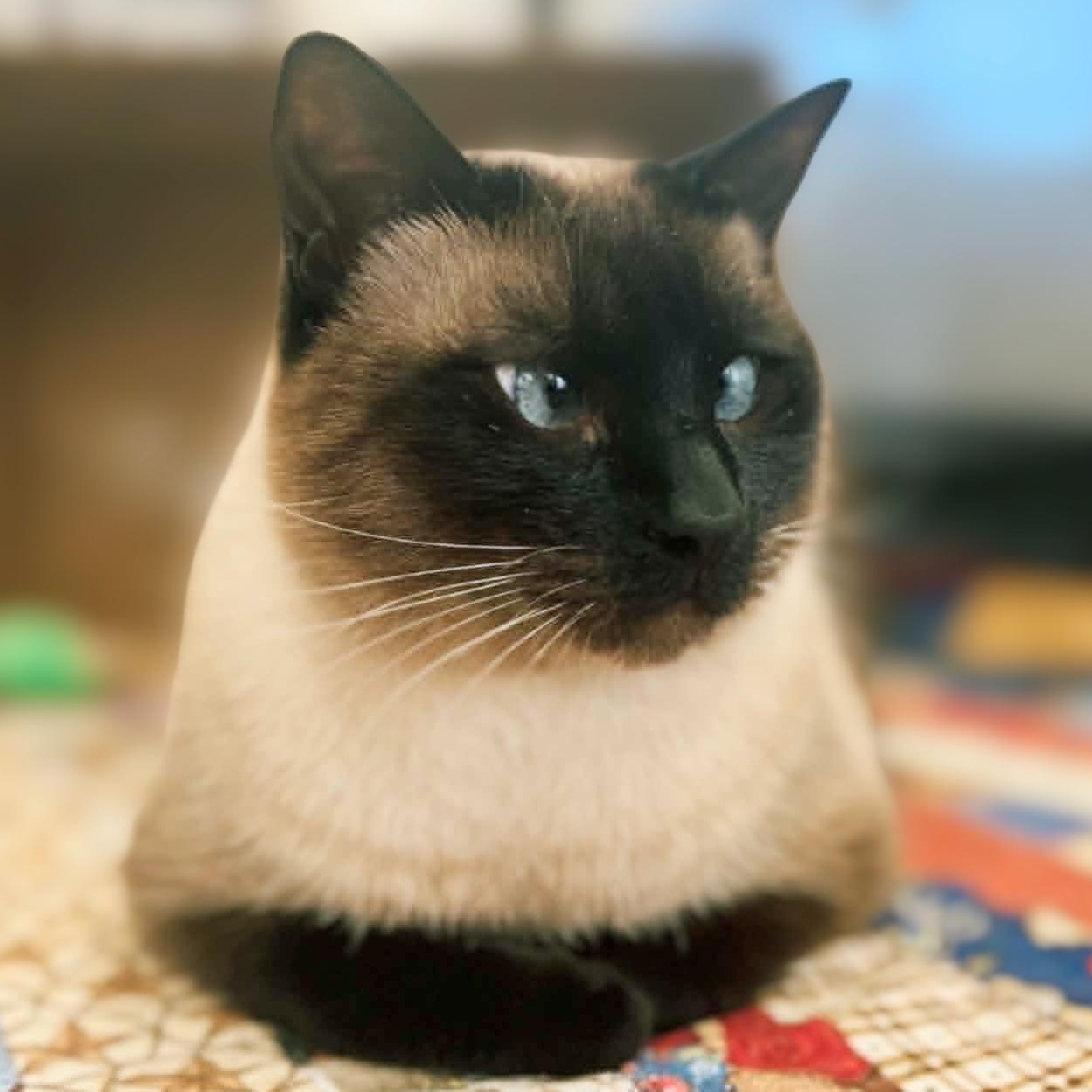 Enlarge Lucille 2, a Adoptable Siamese in Austin, TX image 3/6