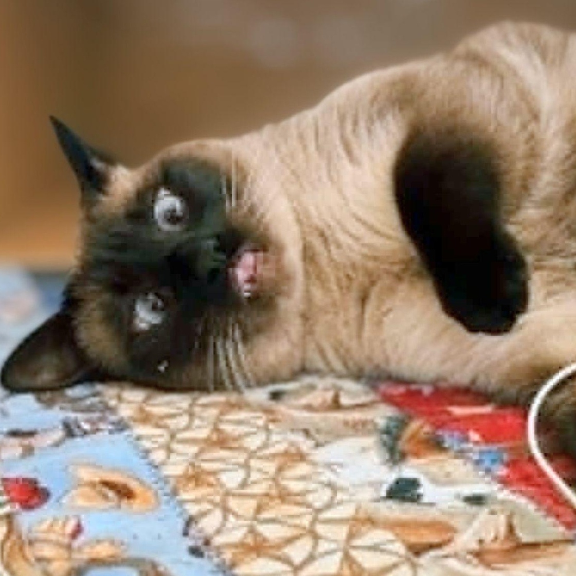 Enlarge Lucille 2, a Adoptable Siamese in Austin, TX image 1/6