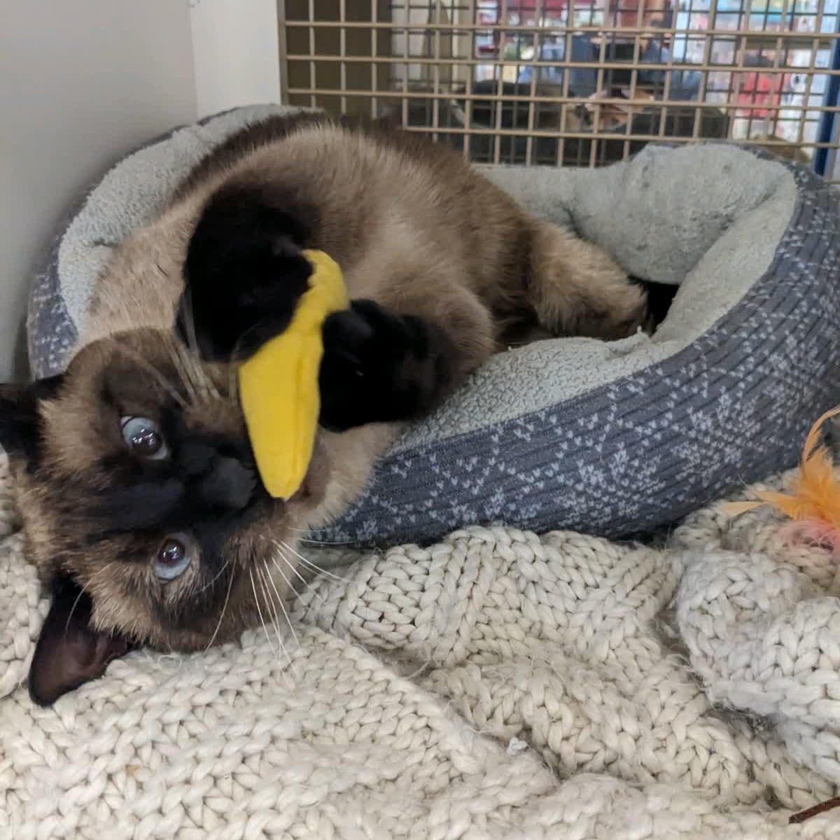 Enlarge Lucille 2, a Adoptable Siamese in Austin, TX image 5/6