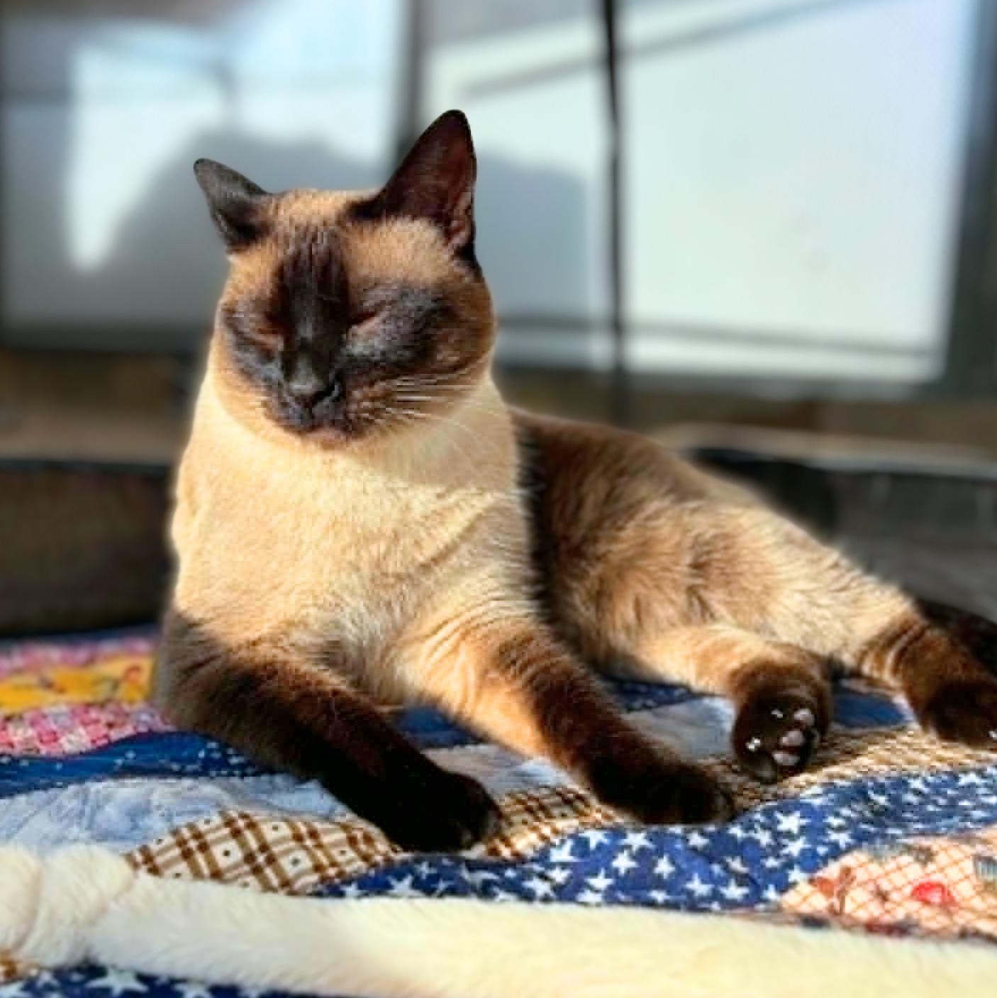 Enlarge Lucille 2, a Adoptable Siamese in Austin, TX image 2/6