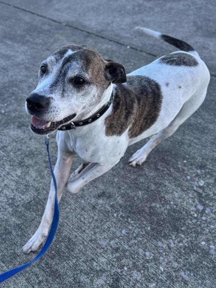 Enlarge Tyson, a Adoptable mixed breed in Evansville, IN image 1/6