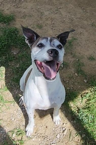 Enlarge Tyson, a Adoptable mixed breed in Evansville, IN image 1/6