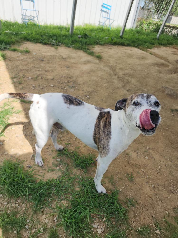 Enlarge Tyson, a Adoptable mixed breed in Evansville, IN image 2/6