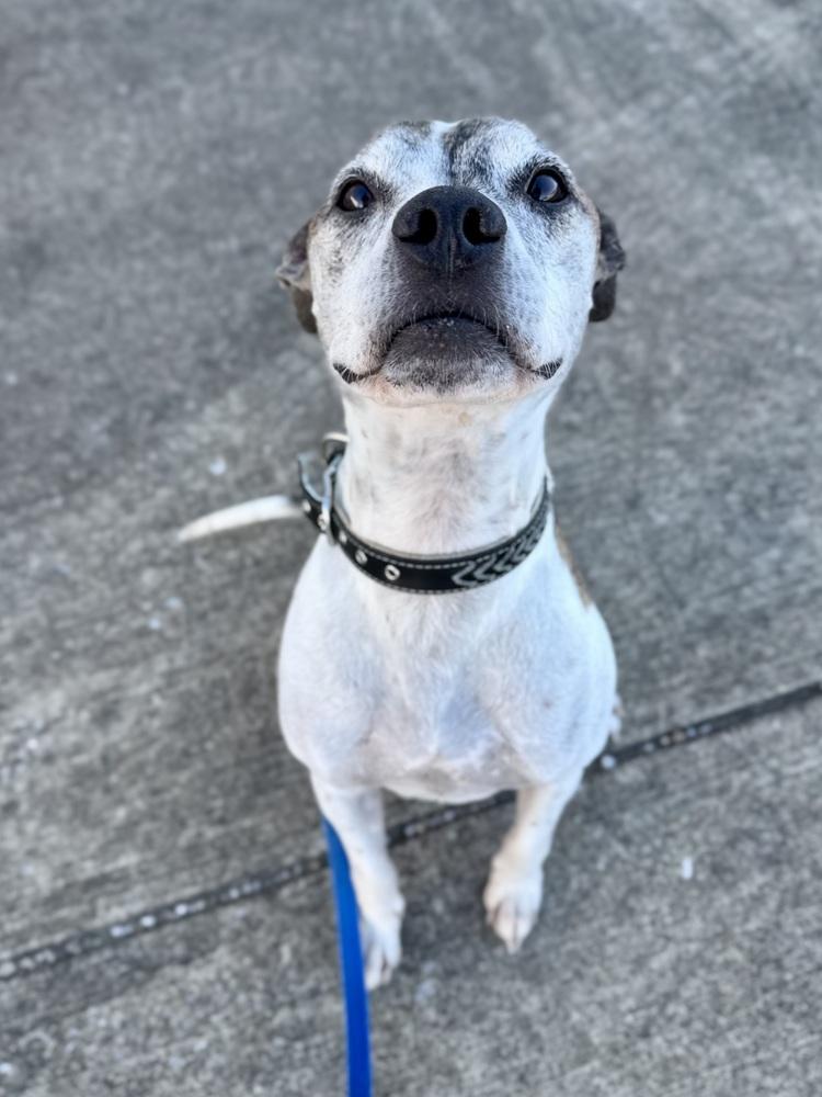 Enlarge Tyson, a Adoptable mixed breed in Evansville, IN image 2/6