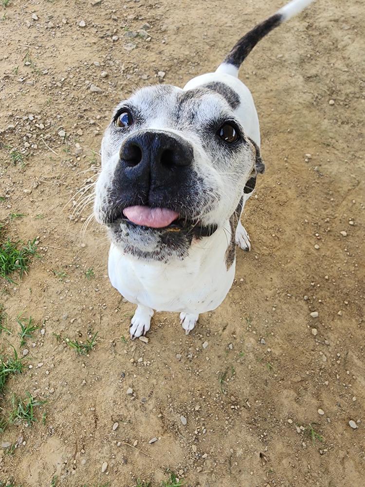 Enlarge Tyson, a Adoptable mixed breed in Evansville, IN image 3/6