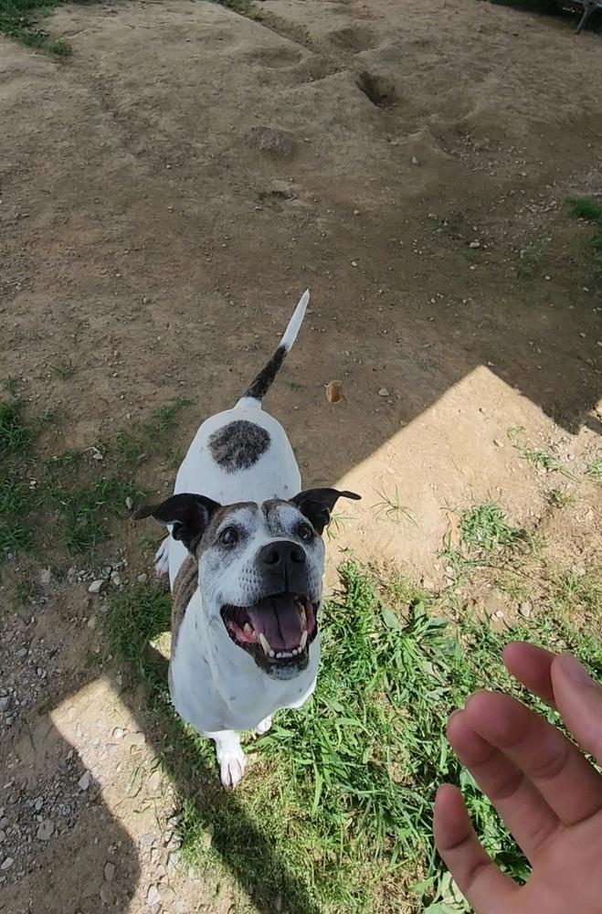 Enlarge Tyson, a Adoptable mixed breed in Evansville, IN image 4/6