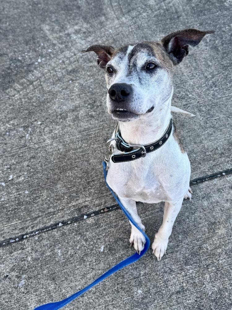 Enlarge Tyson, a Adoptable mixed breed in Evansville, IN image 3/6