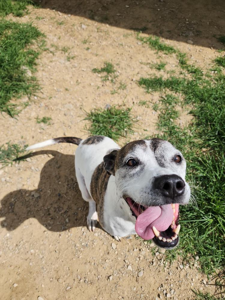 Enlarge Tyson, a Adoptable mixed breed in Evansville, IN image 5/6