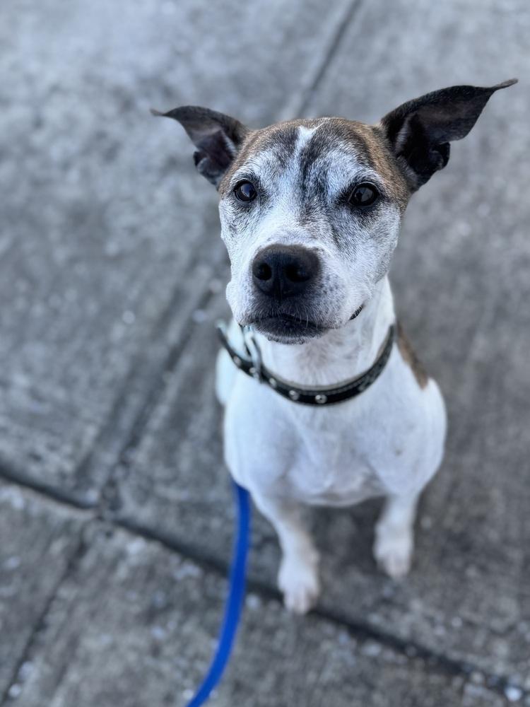 Enlarge Tyson, a Adoptable mixed breed in Evansville, IN image 4/6