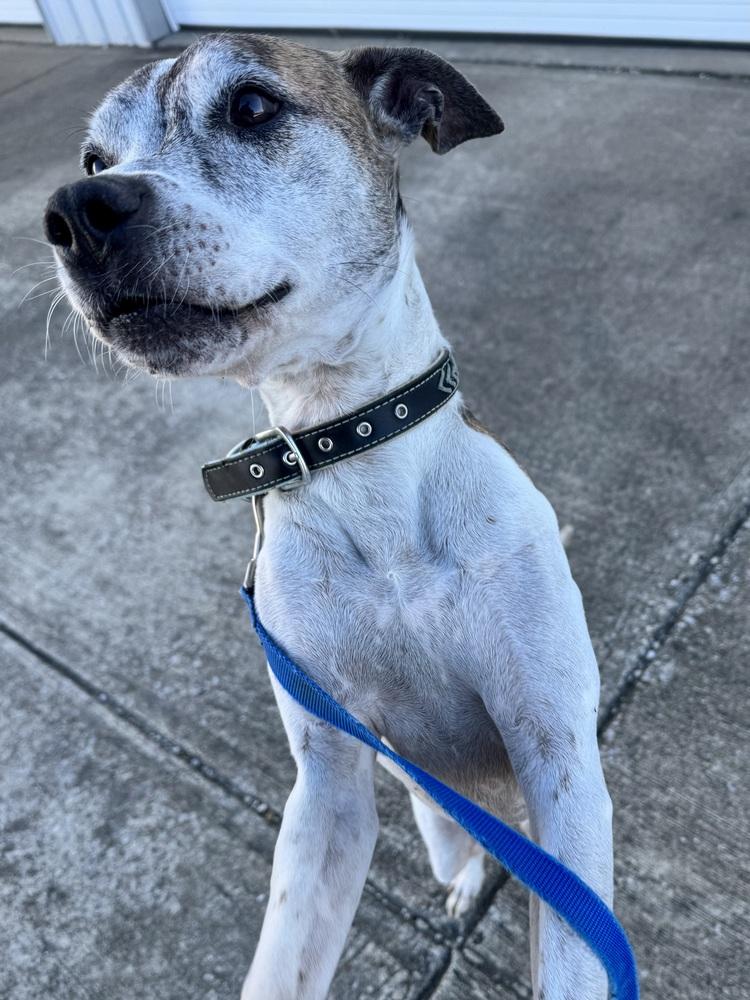 Enlarge Tyson, a Adoptable mixed breed in Evansville, IN image 5/6