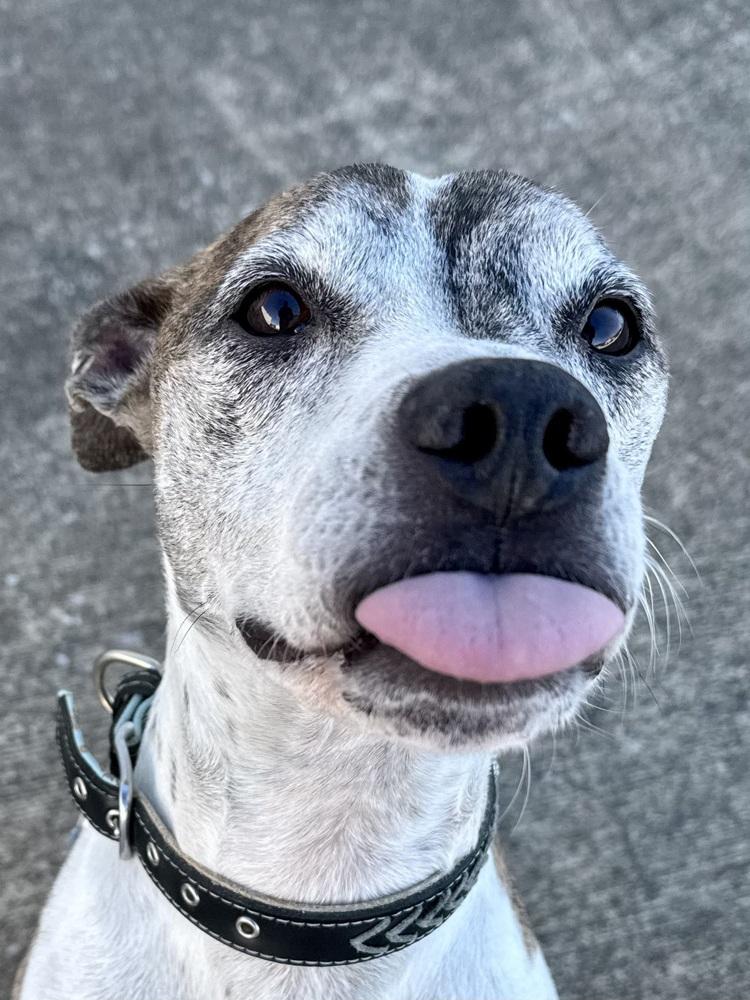 Enlarge Tyson, a Adoptable mixed breed in Evansville, IN image 6/6