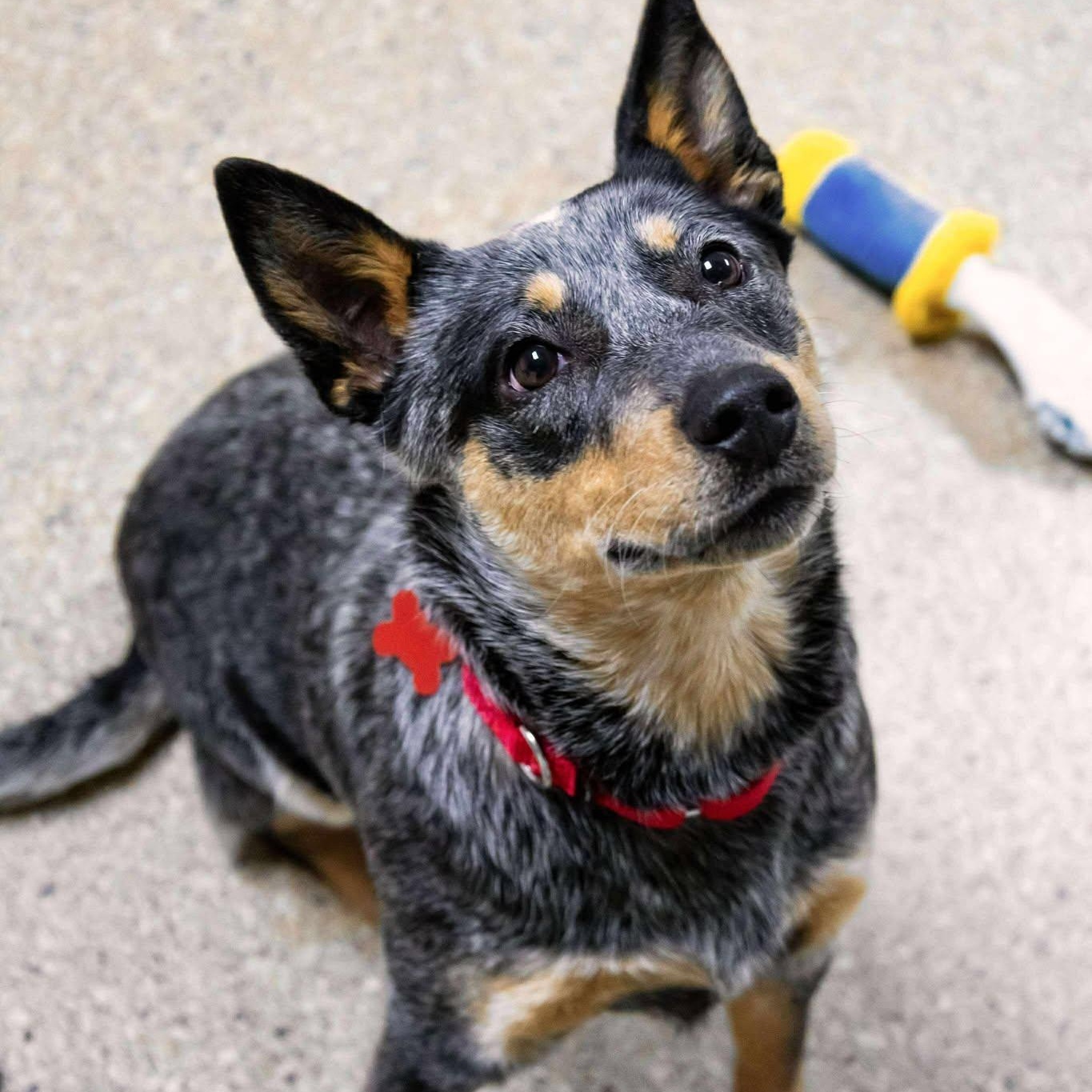 Enlarge Georgia, an adoptable Australian Cattle Dog / Blue Heeler in Valparaiso, IN image 1/2