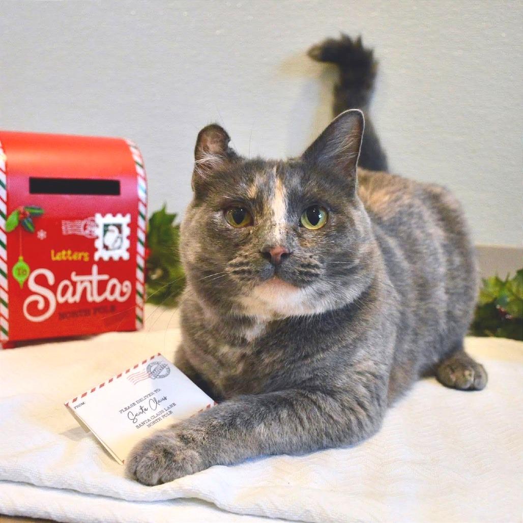 Stephanie, a Adoptable Domestic Short Hair in Saint Charles, MO image 1/6