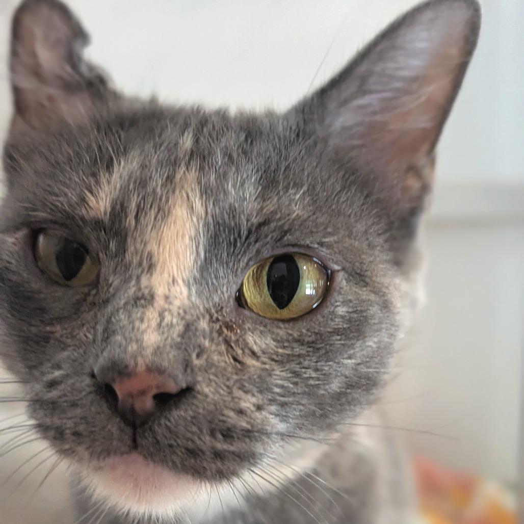 Stephanie, a Adoptable Domestic Short Hair in Saint Charles, MO image 3/6