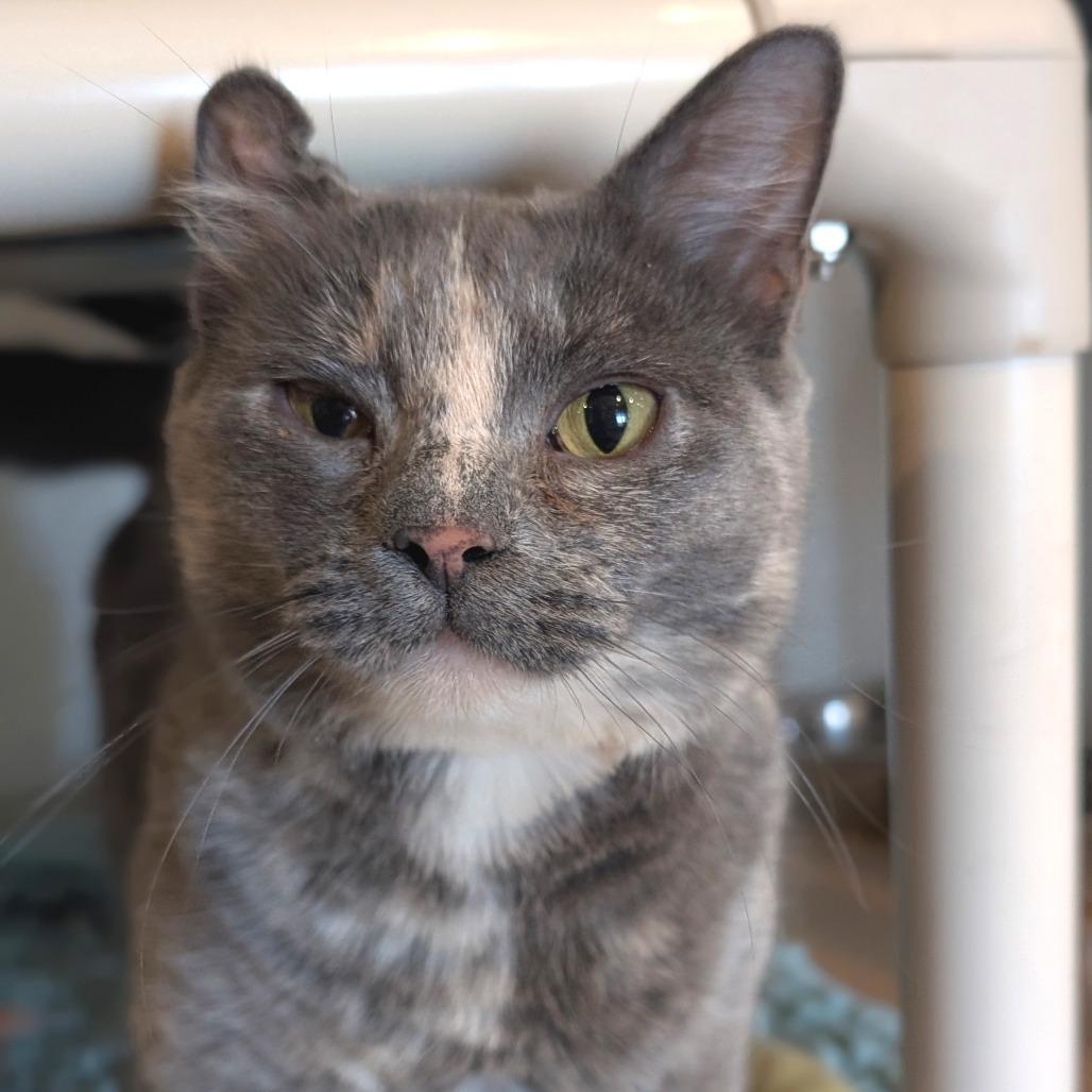 Stephanie, a Adoptable Domestic Short Hair in Saint Charles, MO image 4/6