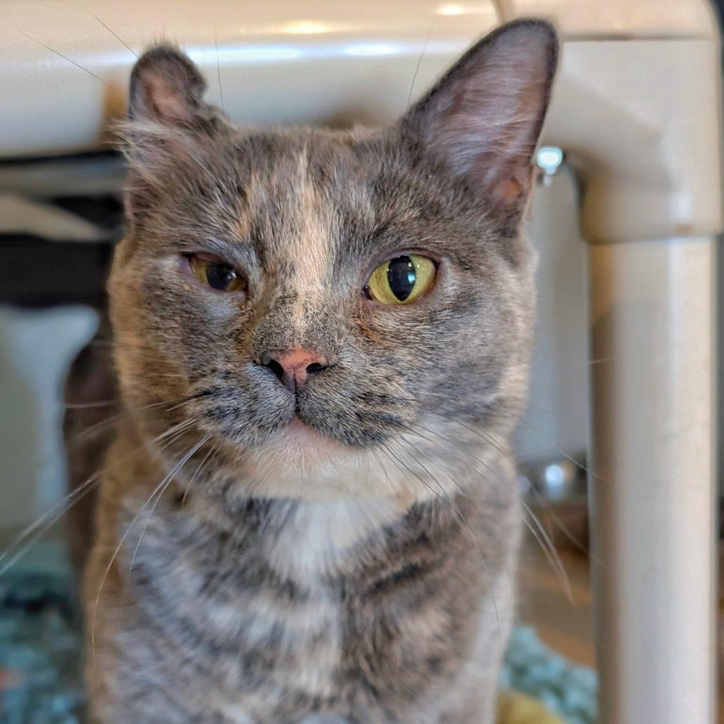 Stephanie, a Adoptable Domestic Short Hair in Saint Charles, MO image 5/6