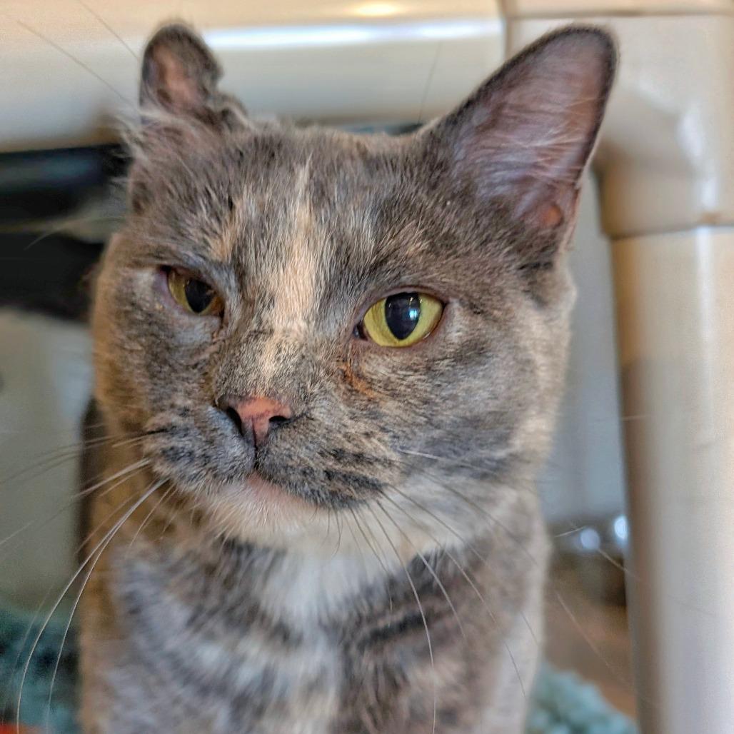 Stephanie, a Adoptable Domestic Short Hair in Saint Charles, MO image 6/6