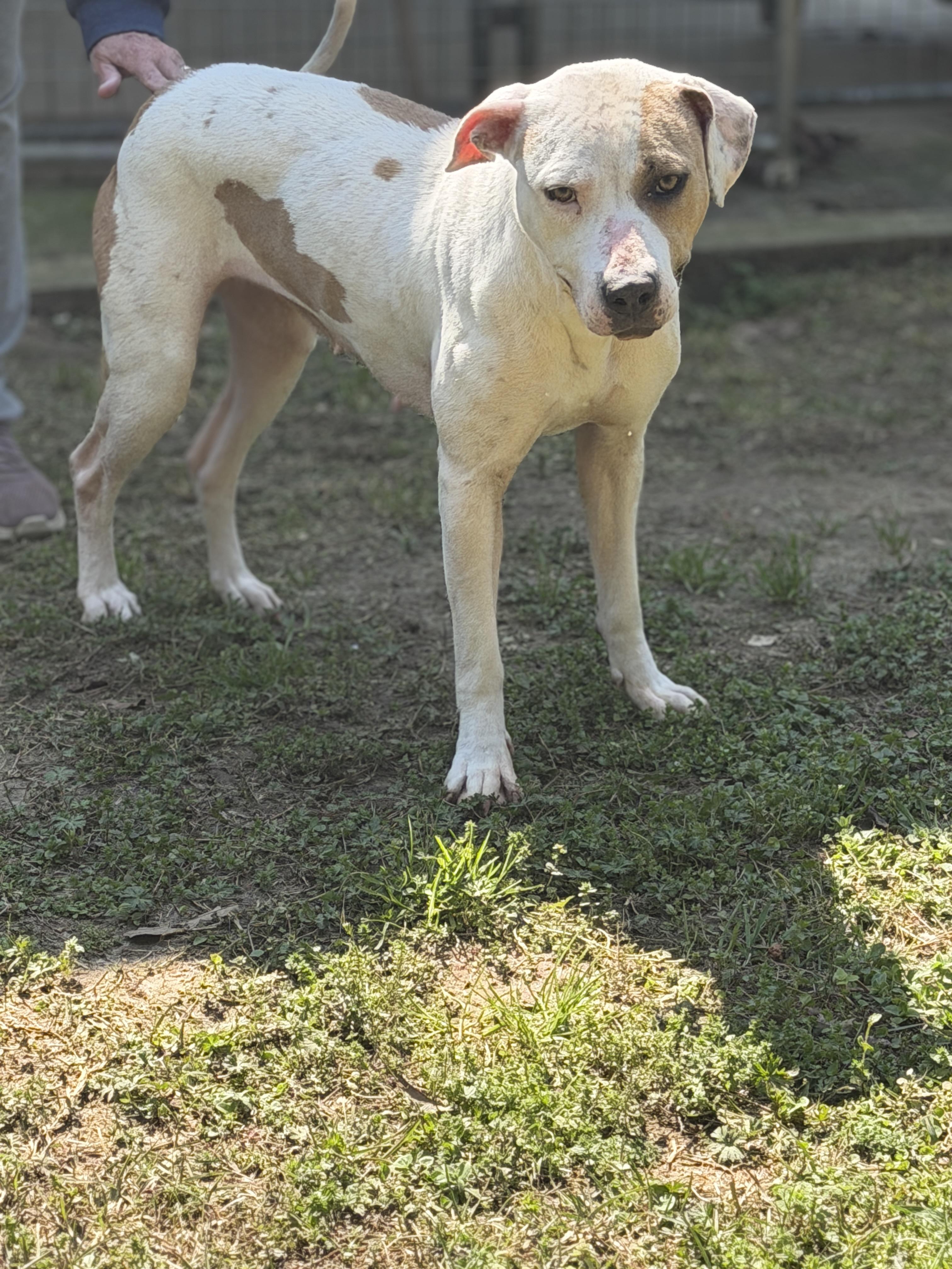 Enlarge Hazel, a ADOPTABLE Staffordshire Bull Terrier in Elberton, GA image 4/4