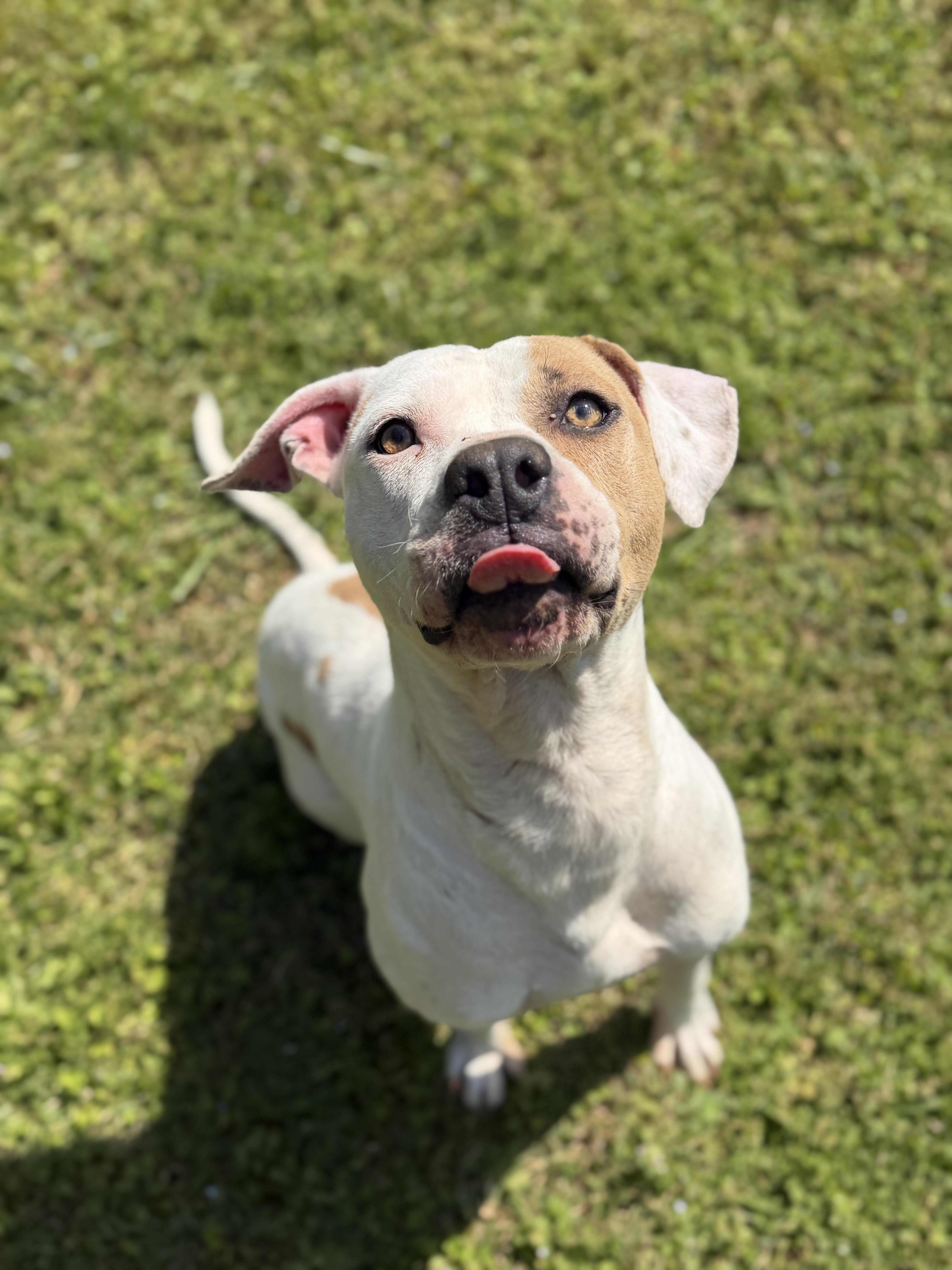 Enlarge Hazel, a ADOPTABLE Staffordshire Bull Terrier in Elberton, GA image 3/4