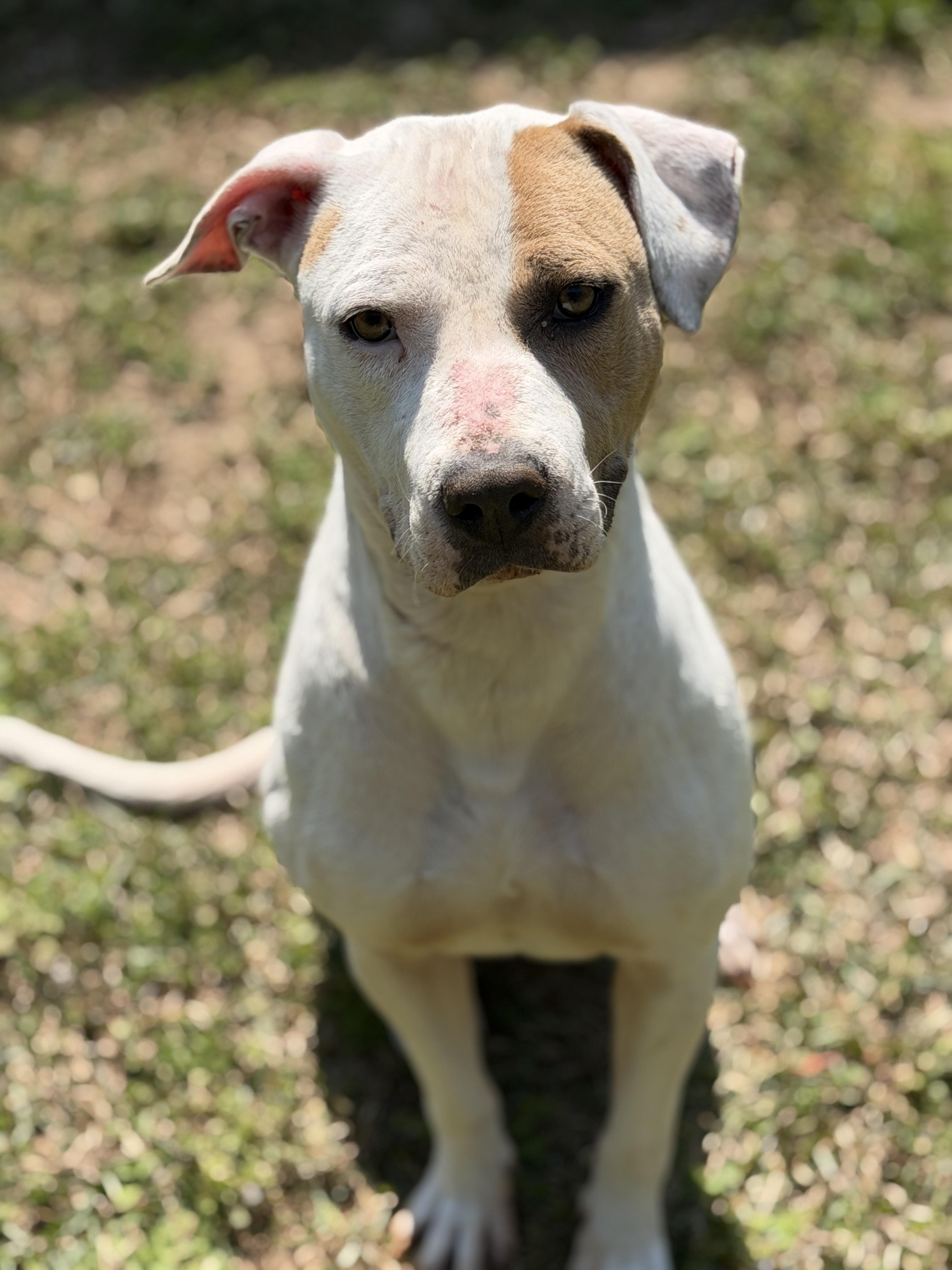 Enlarge Hazel, a ADOPTABLE Staffordshire Bull Terrier in Elberton, GA image 2/4