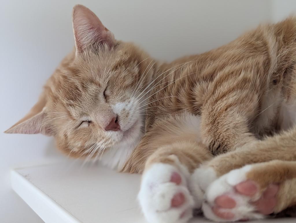 Valka, a Adoptable mixed breed in Greenfield, IN image 1/6