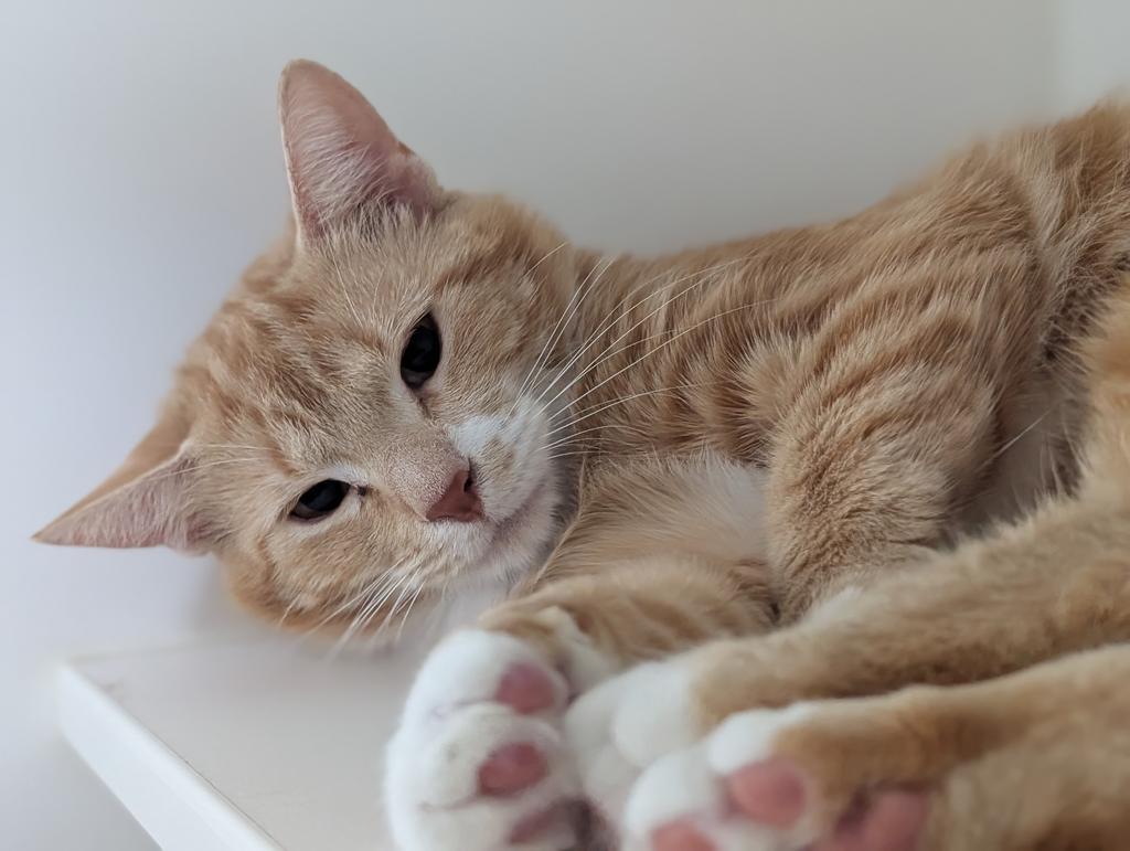 Valka, a Adoptable mixed breed in Greenfield, IN image 4/6