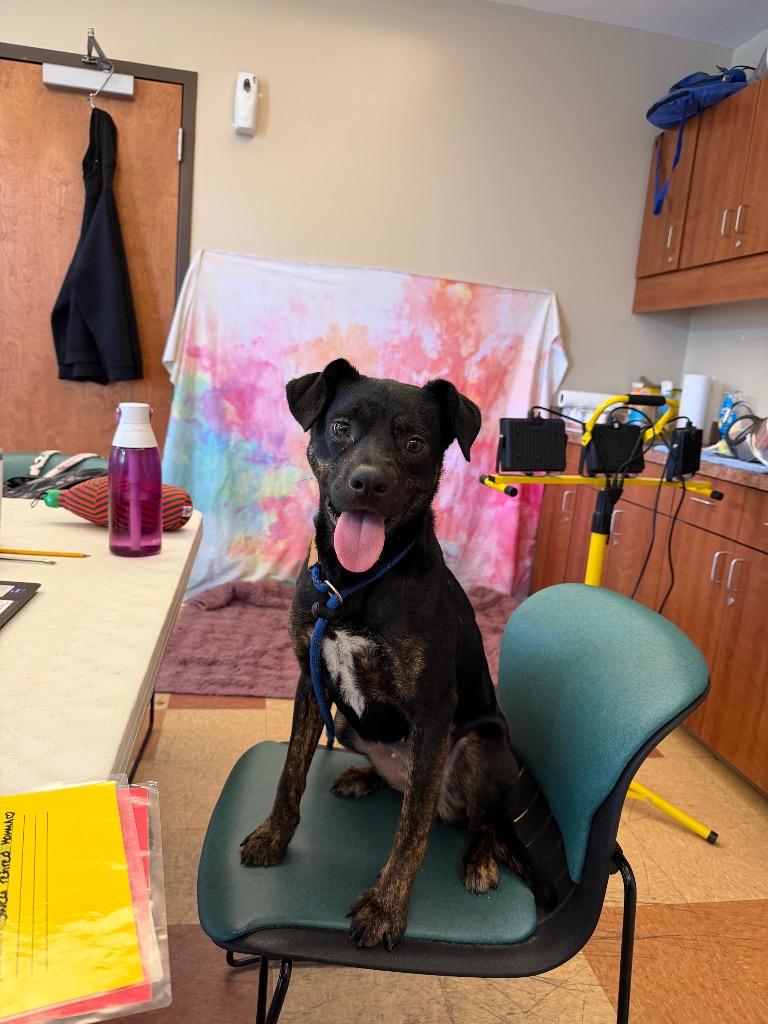 FIG, a Adoptable Hound in Wintersville, OH image 1/4