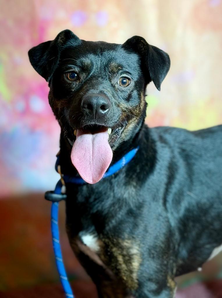 FIG, a Adoptable Hound in Wintersville, OH image 2/4