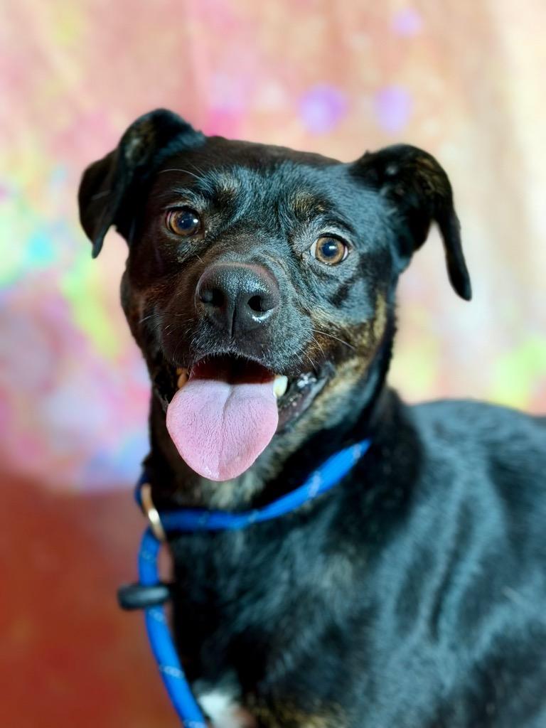 FIG, a Adoptable Hound in Wintersville, OH image 3/4
